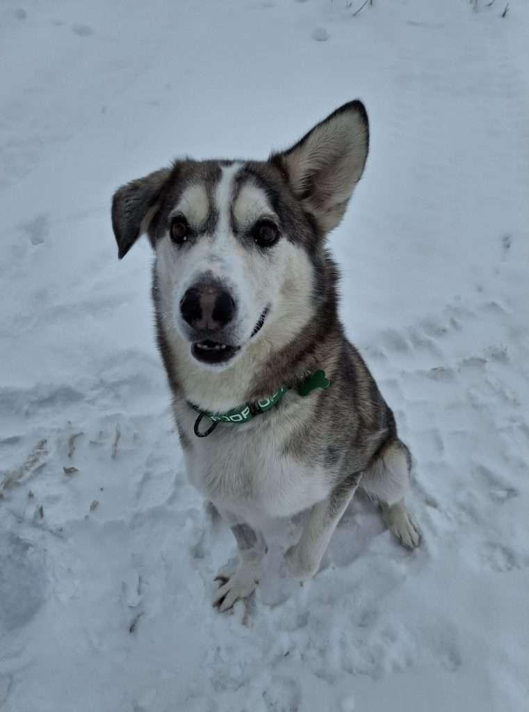 NED, ADOPTABLE, Senior Male Husky & Australian Shepherd.
