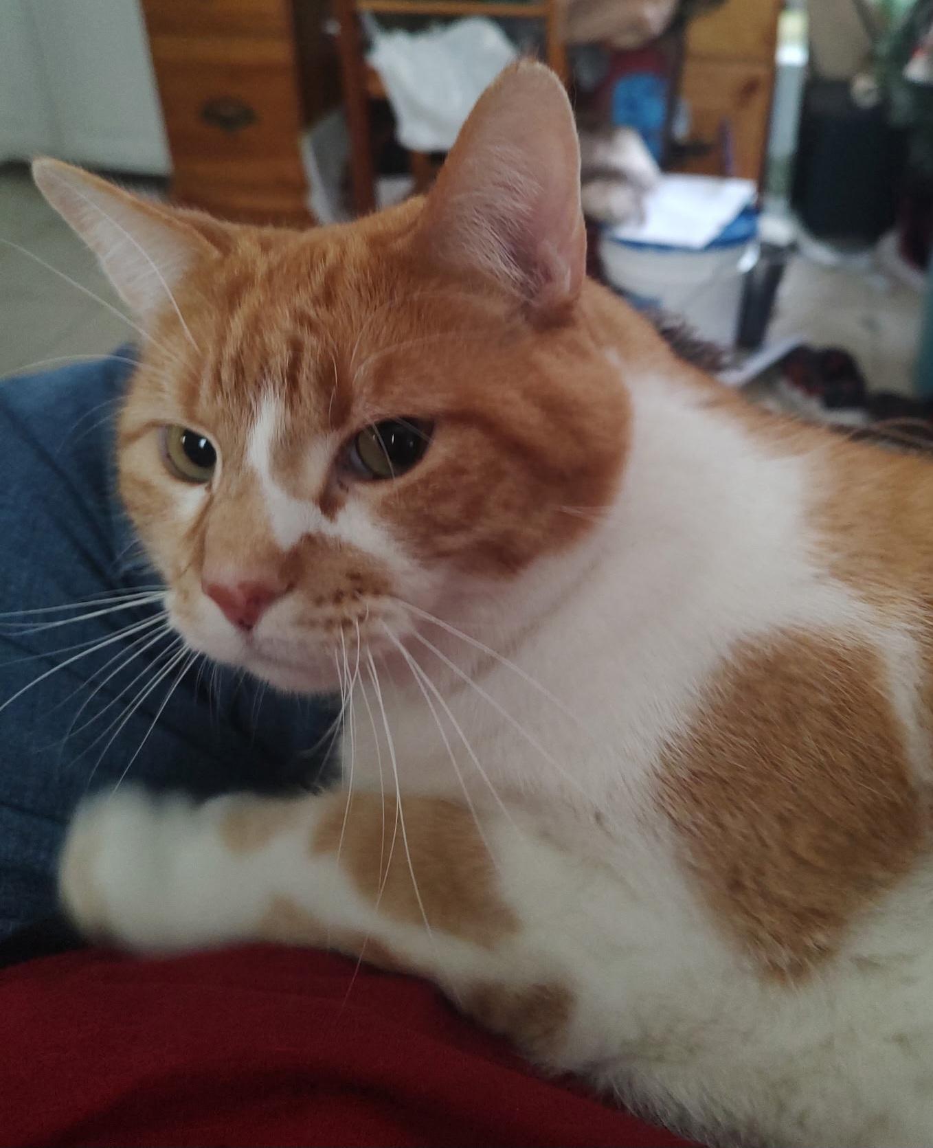 Sf-Milo *Declawed*