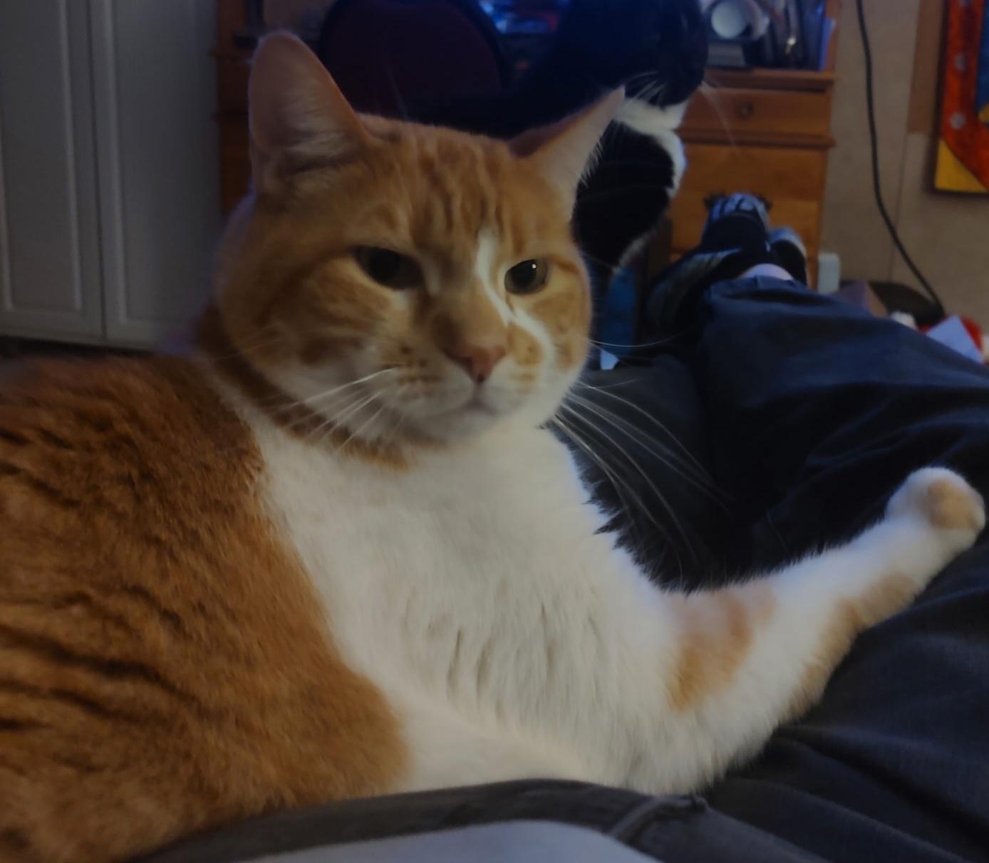 Sf-Milo *Declawed* photo 2