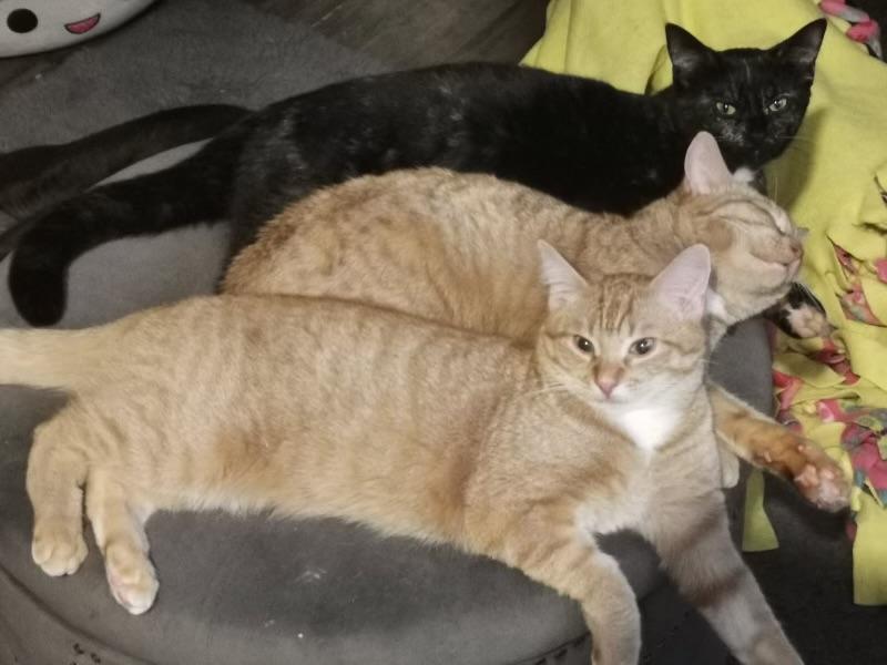 Pumpkin & Jack photo 3