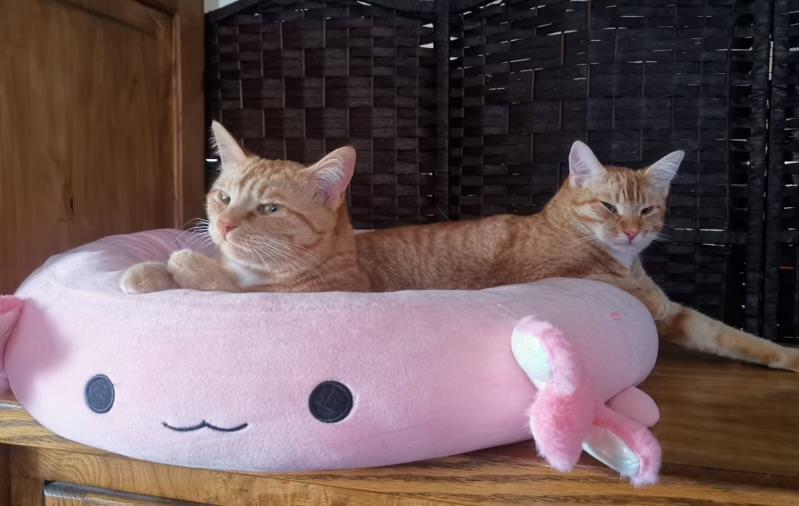 Pumpkin & Jack photo 2