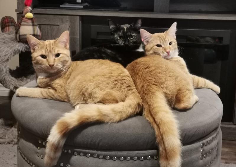 Pumpkin & Jack