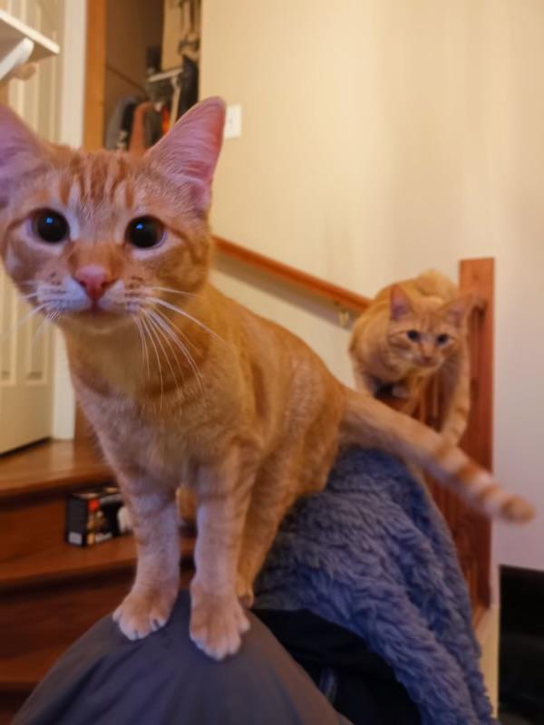 Pumpkin & Jack photo 4