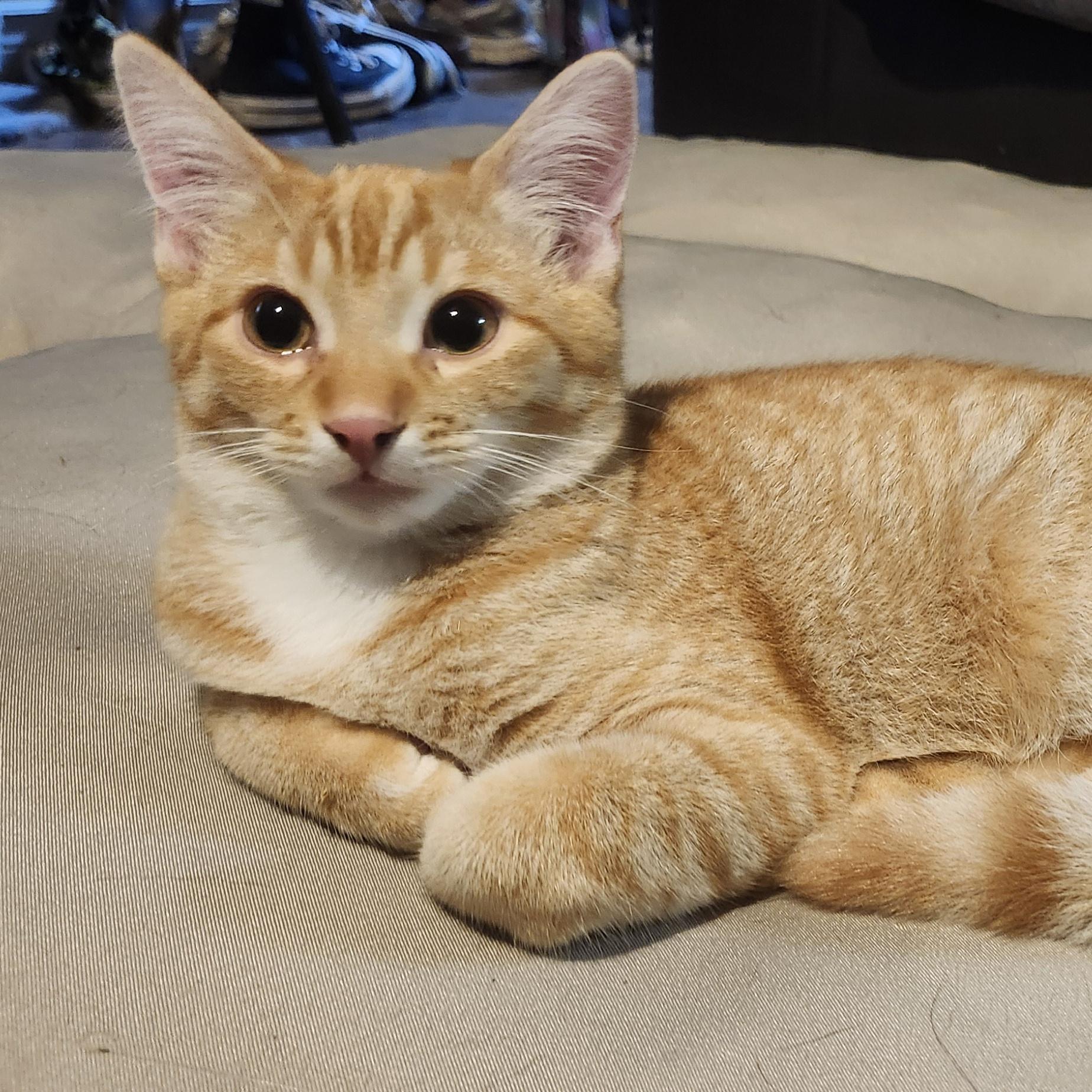 Pumpkin & Jack photo 6