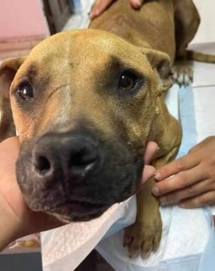 Aurora, Adult Female Mixed Breed