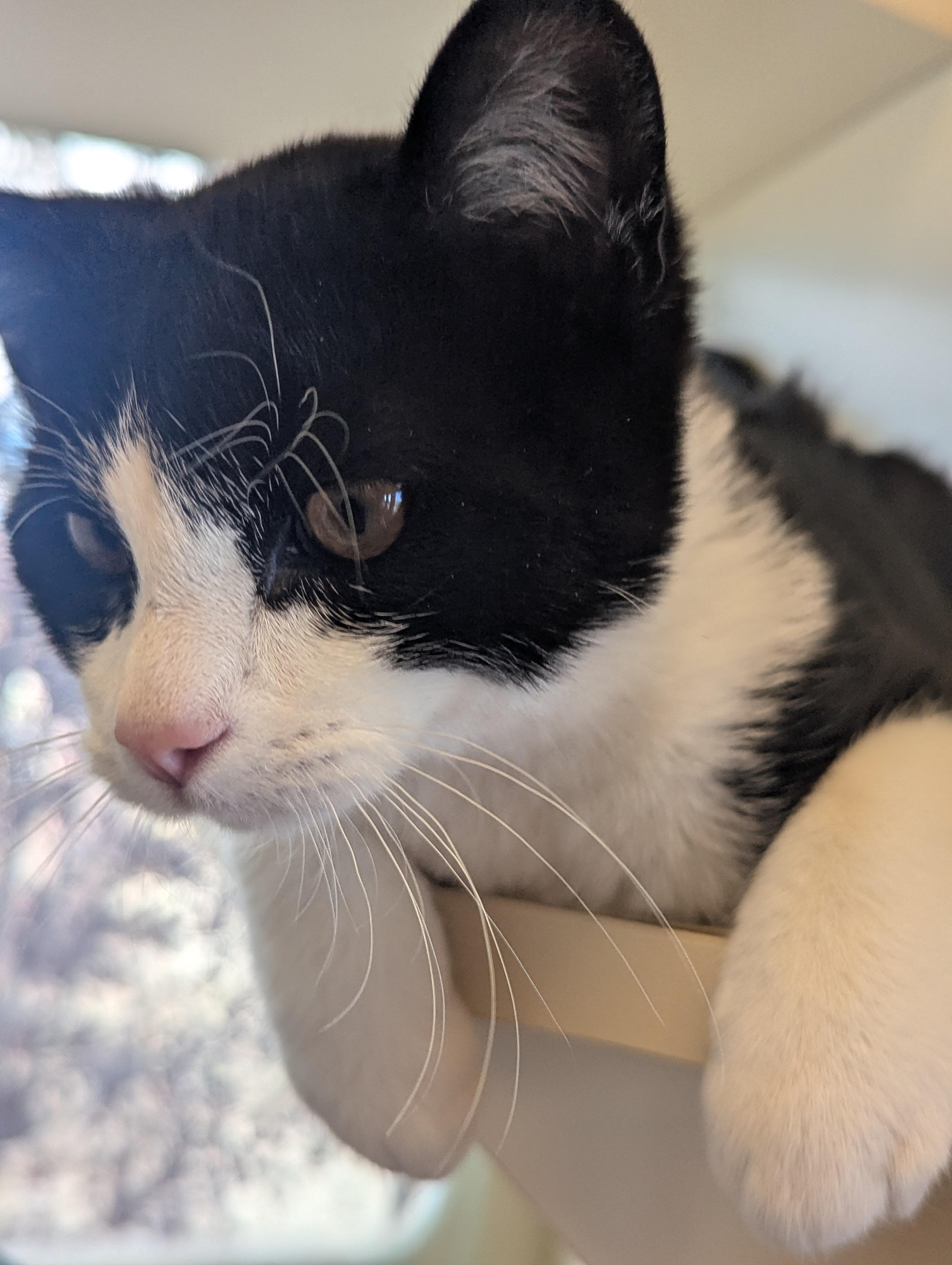Enlarge Barnabee, a Adopted Domestic Short Hair in Buena Vista, CO image 3/3