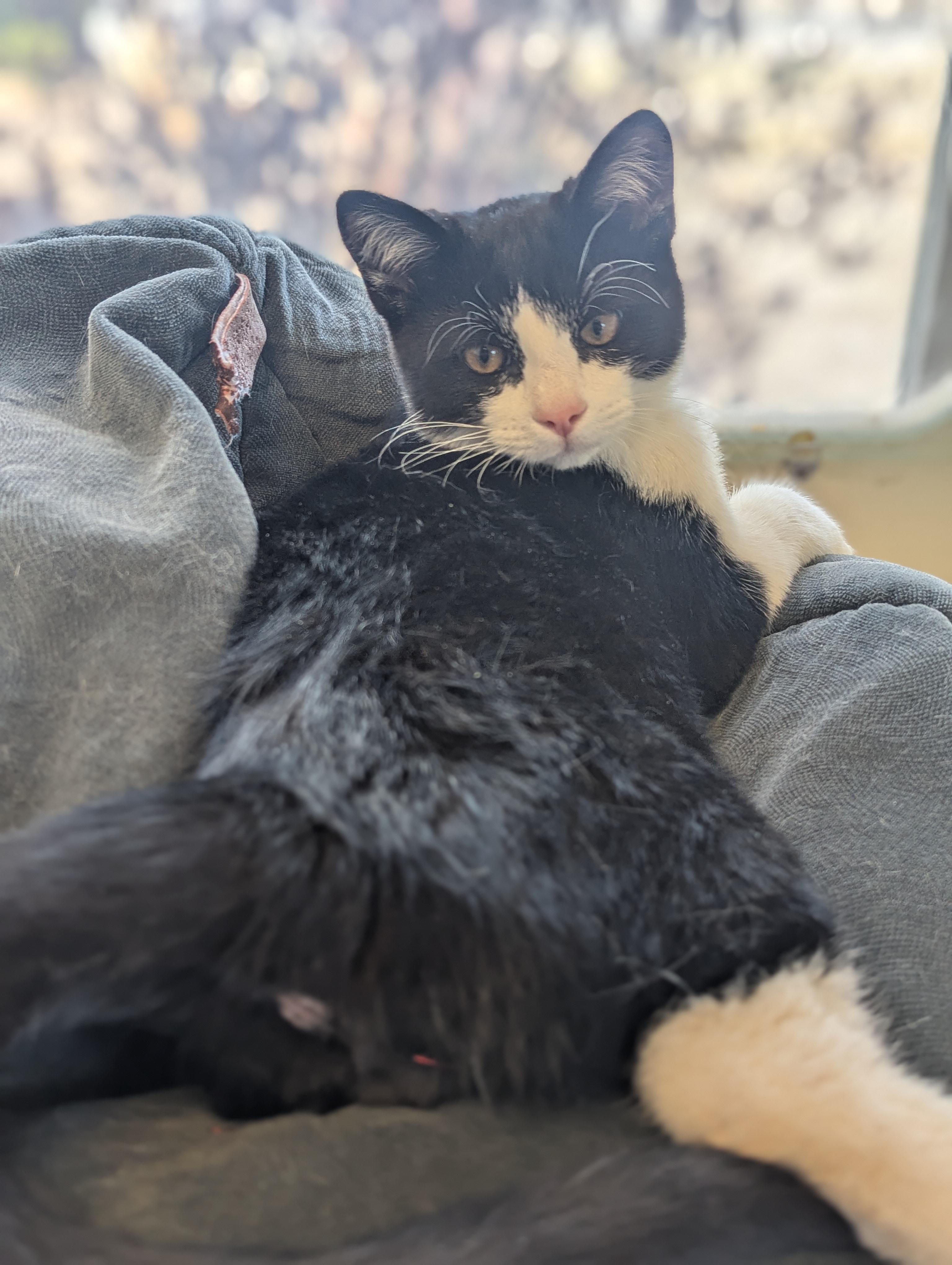 Enlarge Barnabee, a Adopted Domestic Short Hair in Buena Vista, CO image 2/3