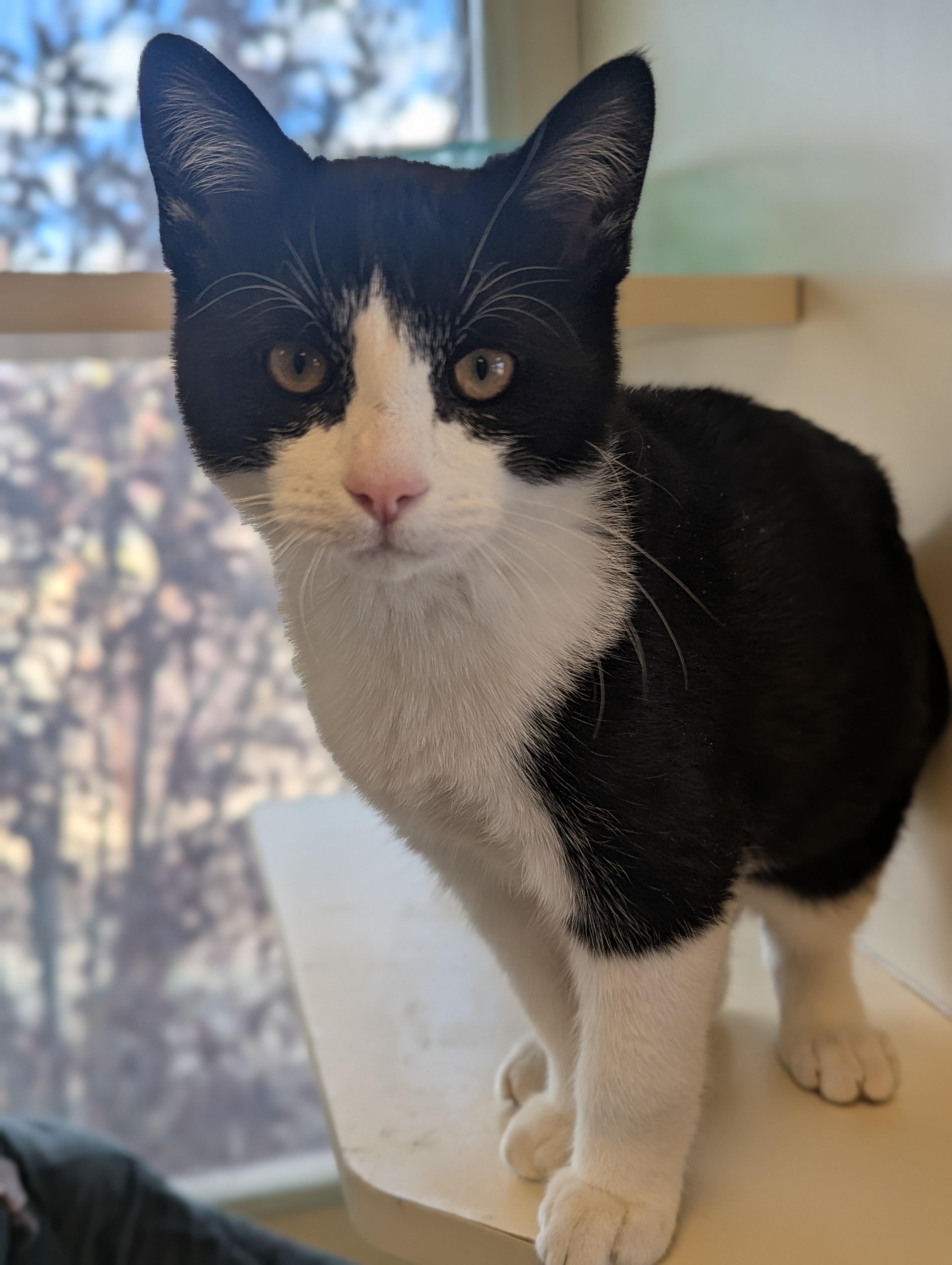 Enlarge Barnabee, a Adopted Domestic Short Hair in Buena Vista, CO image 1/3