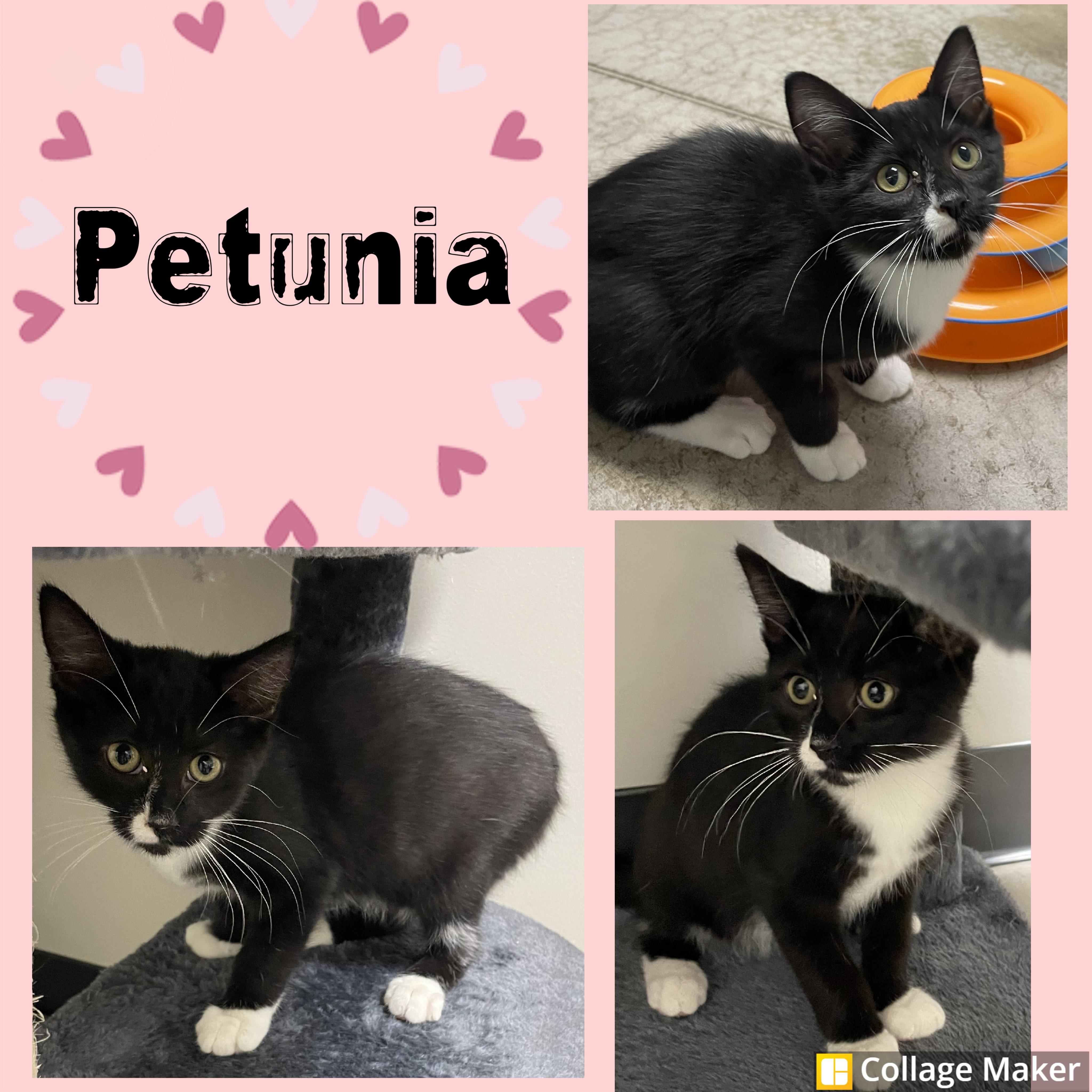 Petunia