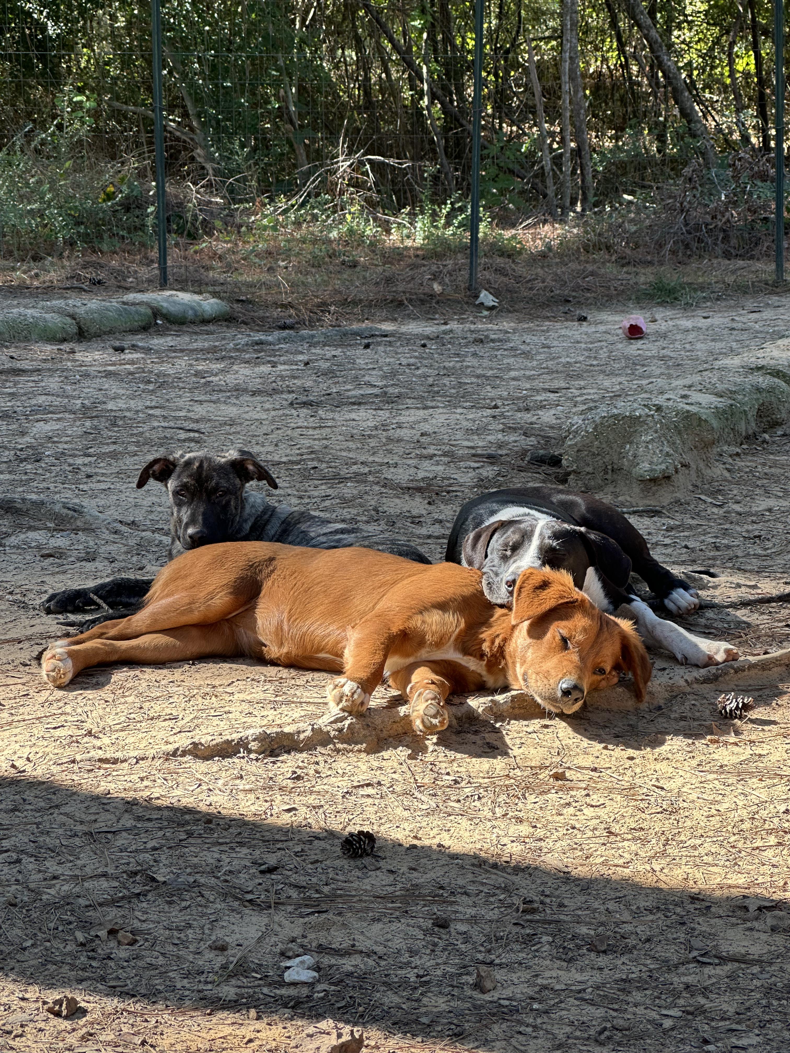 Enlarge Autumn, a Adoptable mixed breed in Ruston, LA image 3/4