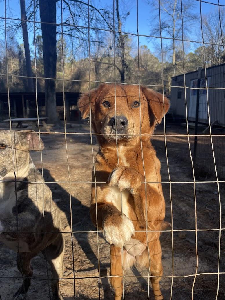 Autumn, Adoptable, Young Female Collie & Golden Retriever.