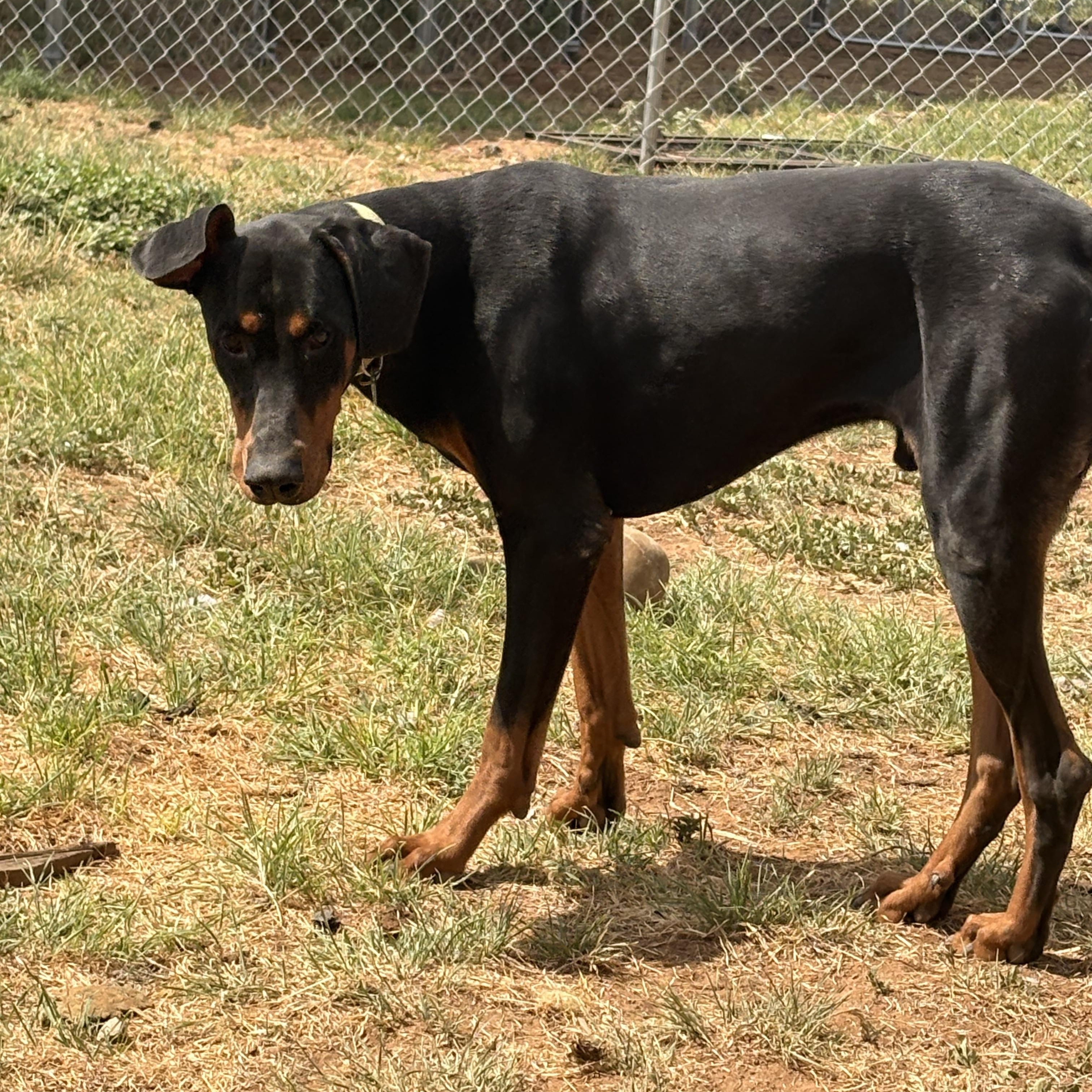 Atlas, ADOPTABLE, Young Male Doberman Pinscher.