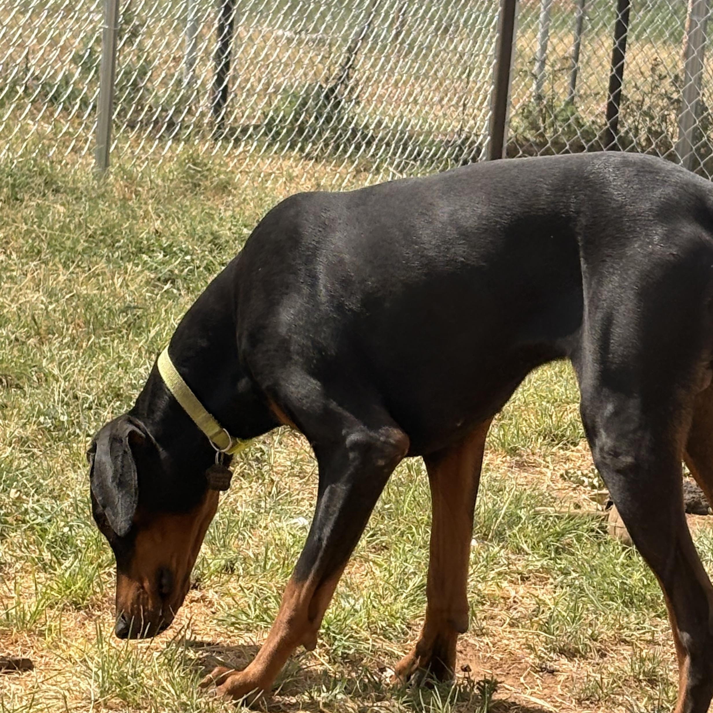 Enlarge Atlas, a ADOPTABLE Doberman Pinscher in Coahoma, TX image 3/3