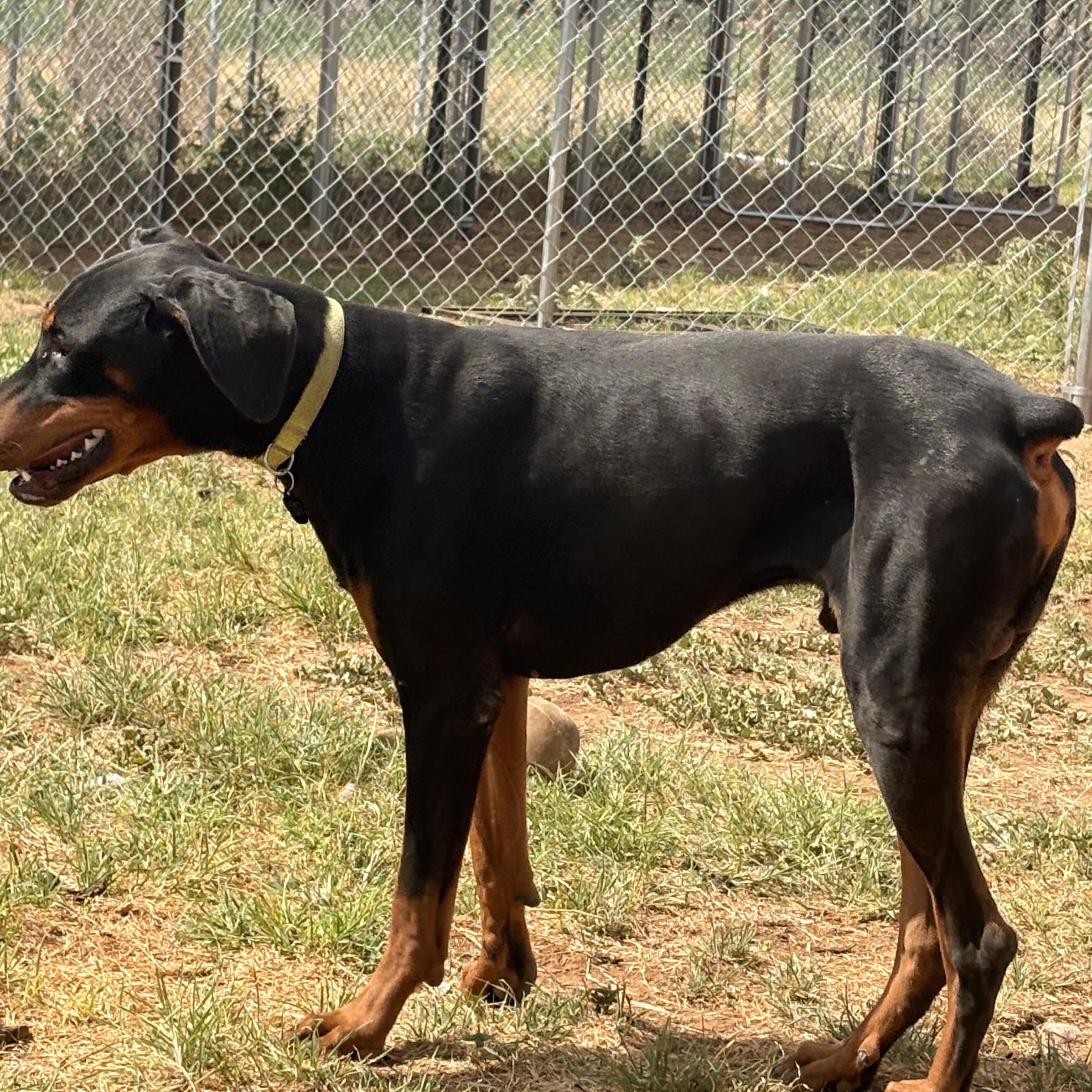 Enlarge Atlas, a ADOPTABLE Doberman Pinscher in Coahoma, TX image 2/3