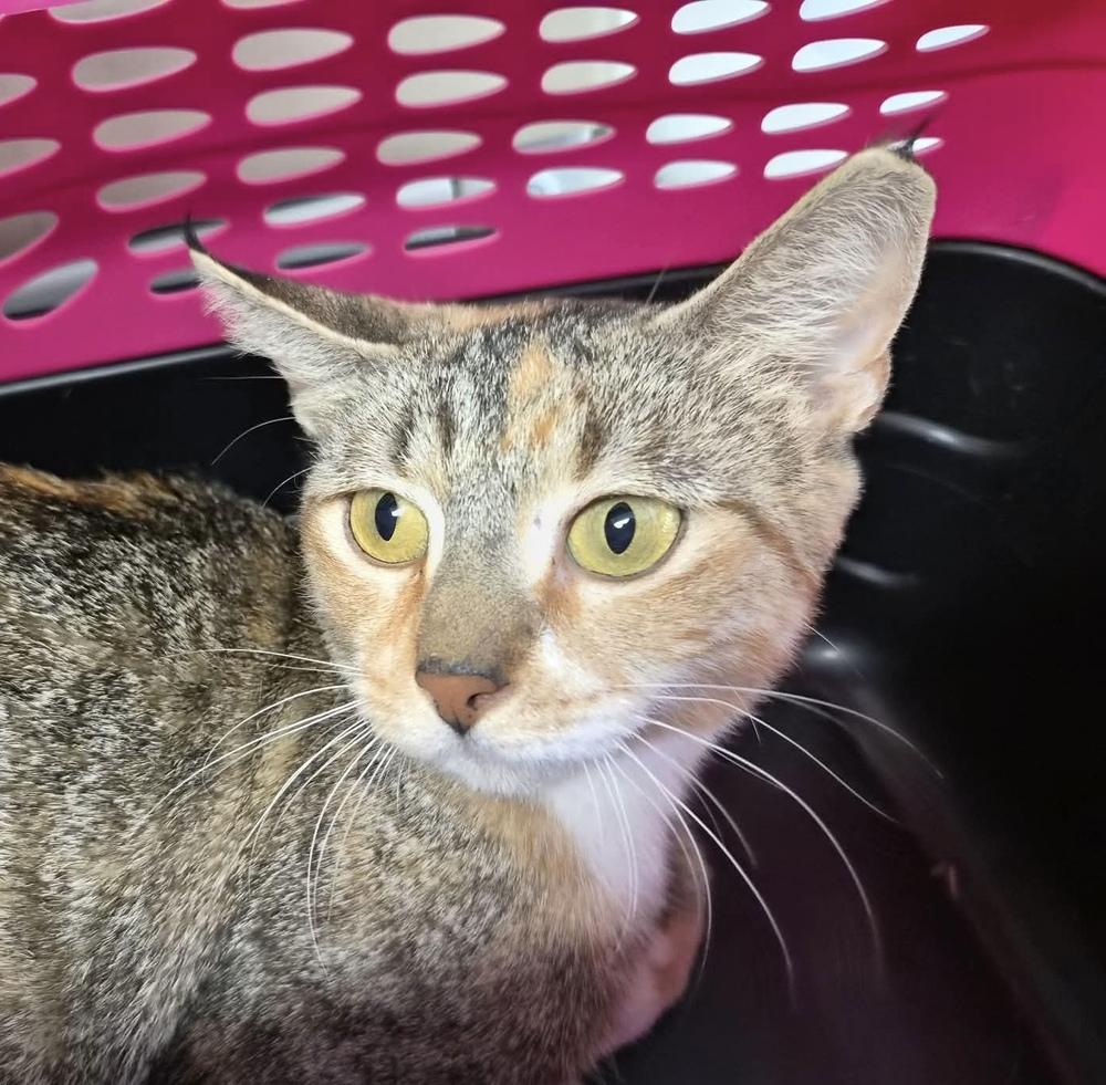 Opalina, Adoptable, Adult Female Domestic Short Hair.