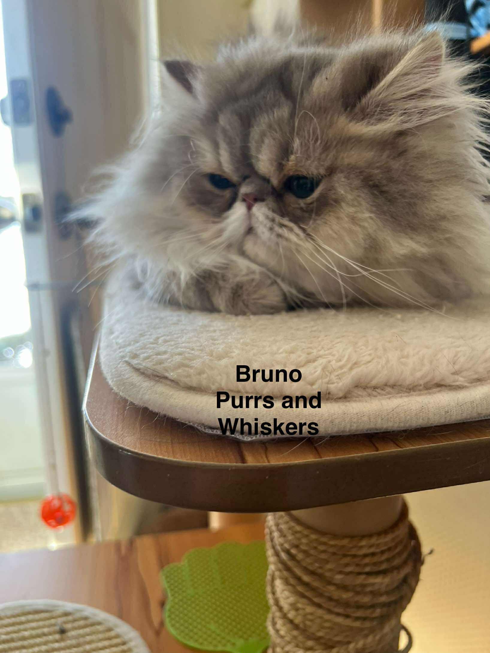 Bruno, adopted, Kitten Male Domestic Long Hair.