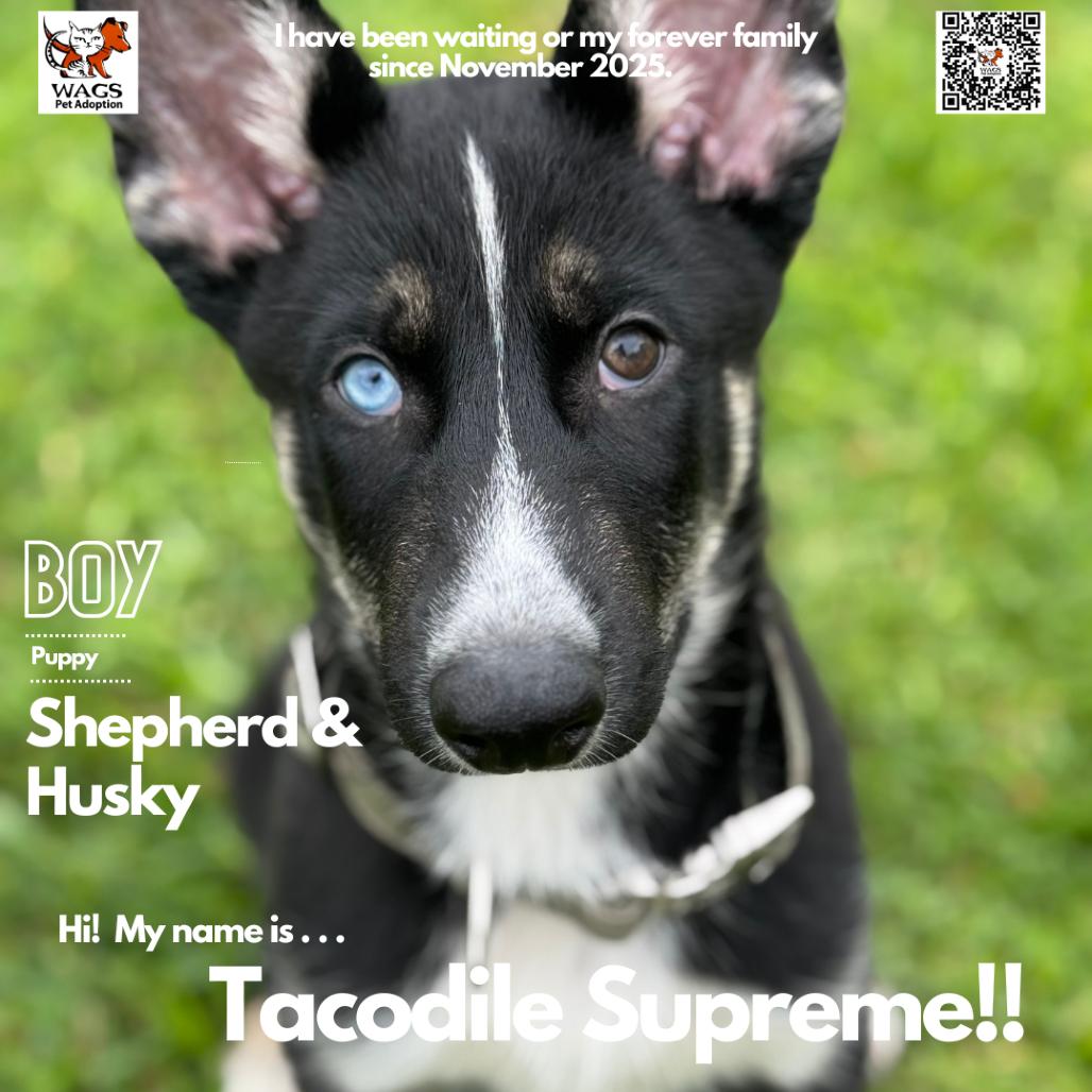 Tacodile Supreme, Adoptable, Puppy Male German Shepherd Dog & Husky.