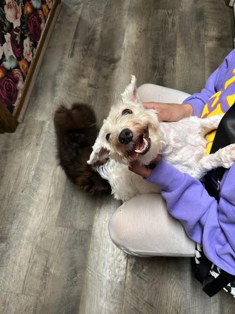 Jude, Adoptable, Adult Male Maltese & Shih Tzu.