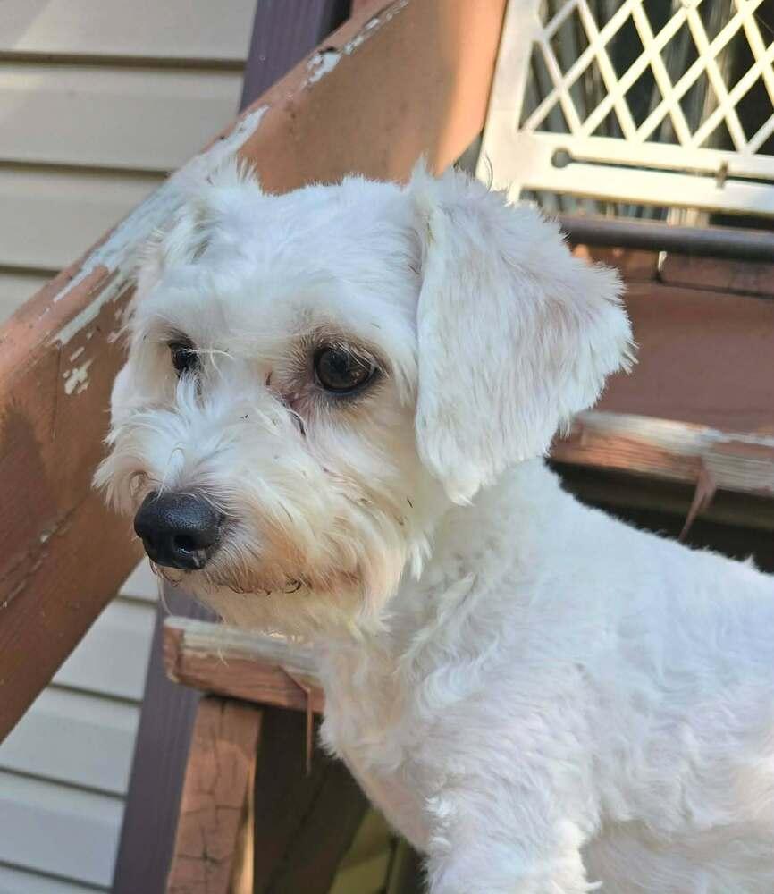 Enlarge Jude, a Adoptable mixed breed in Anoka, MN image 2/2