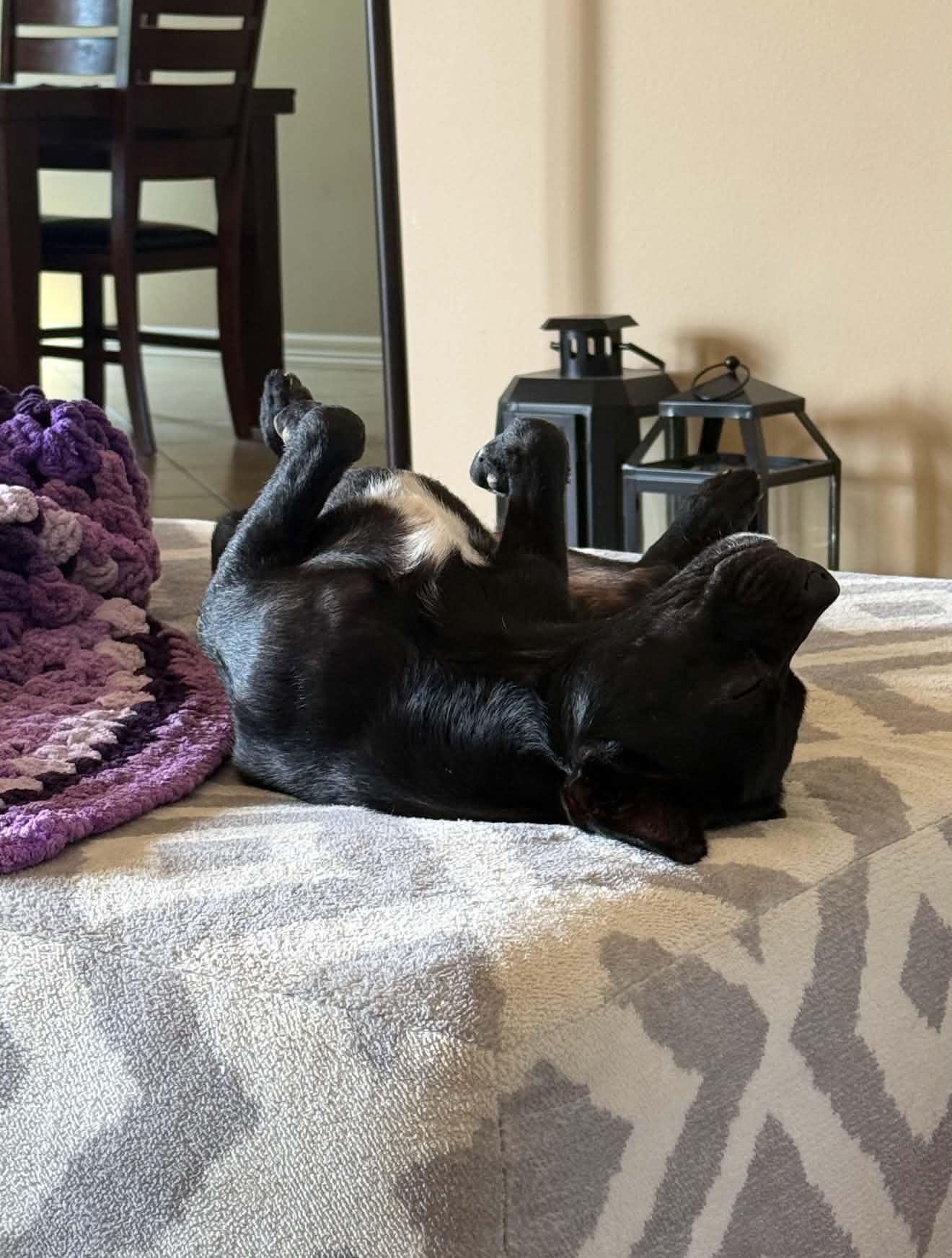Luna, ADOPTABLE, Young Female Chihuahua.