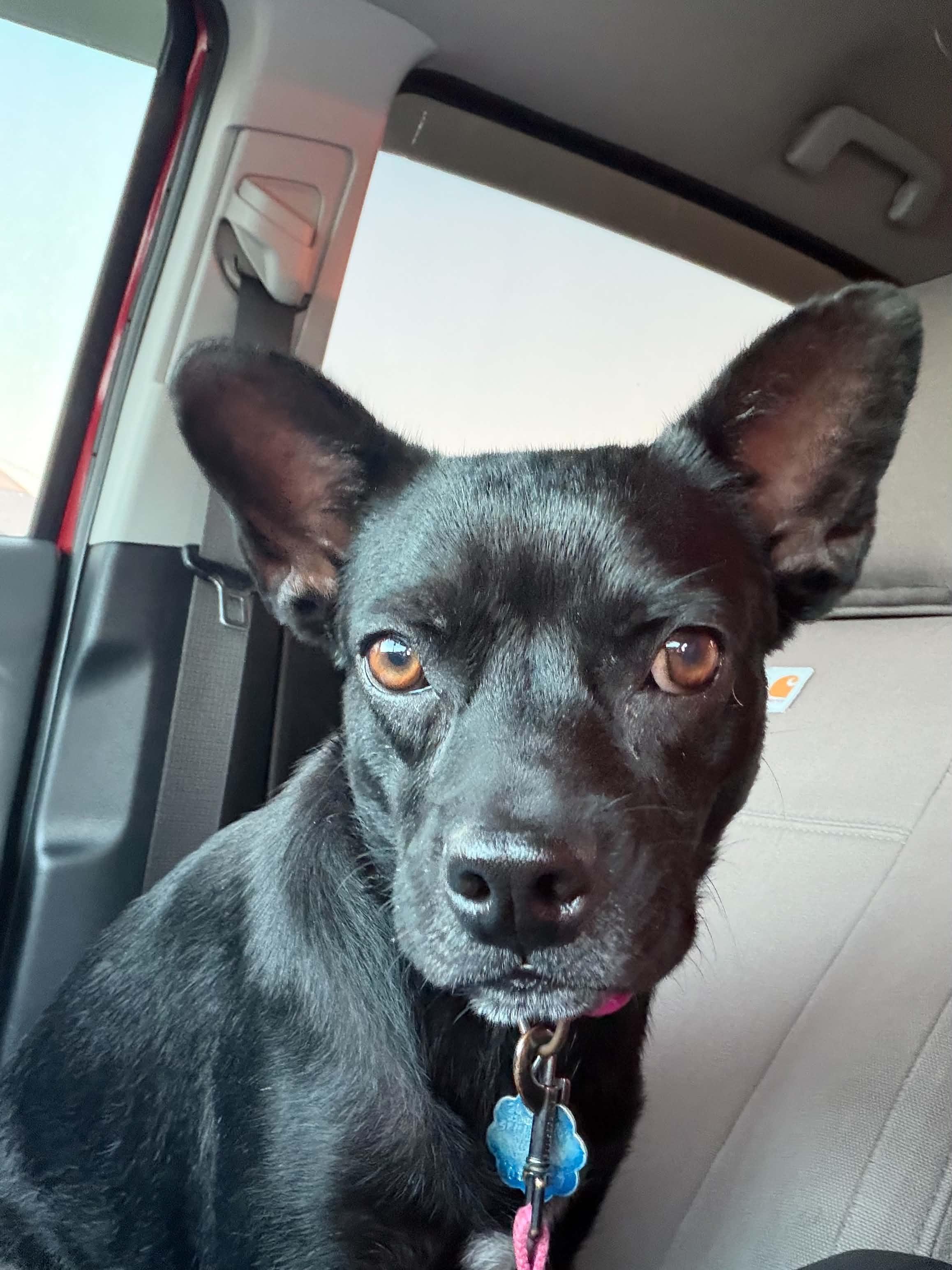 Luna, a ADOPTABLE mixed breed in Gainesville, VA image 5/5