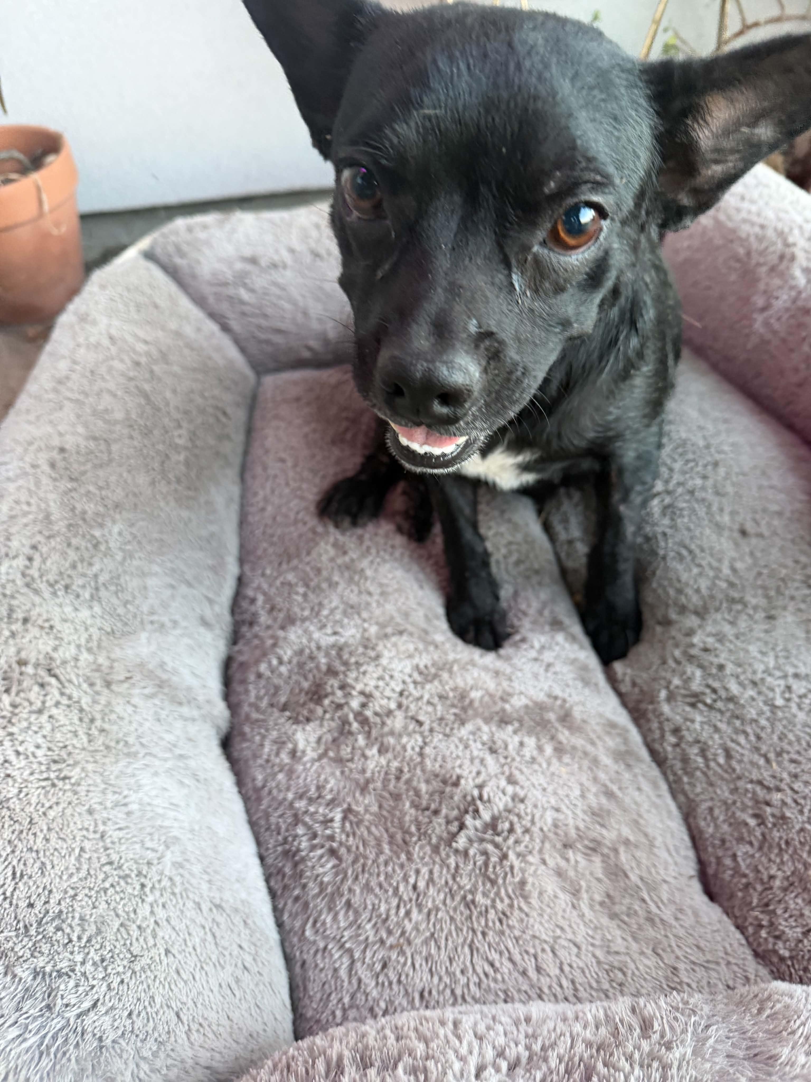 Luna, a ADOPTABLE mixed breed in Gainesville, VA image 3/5