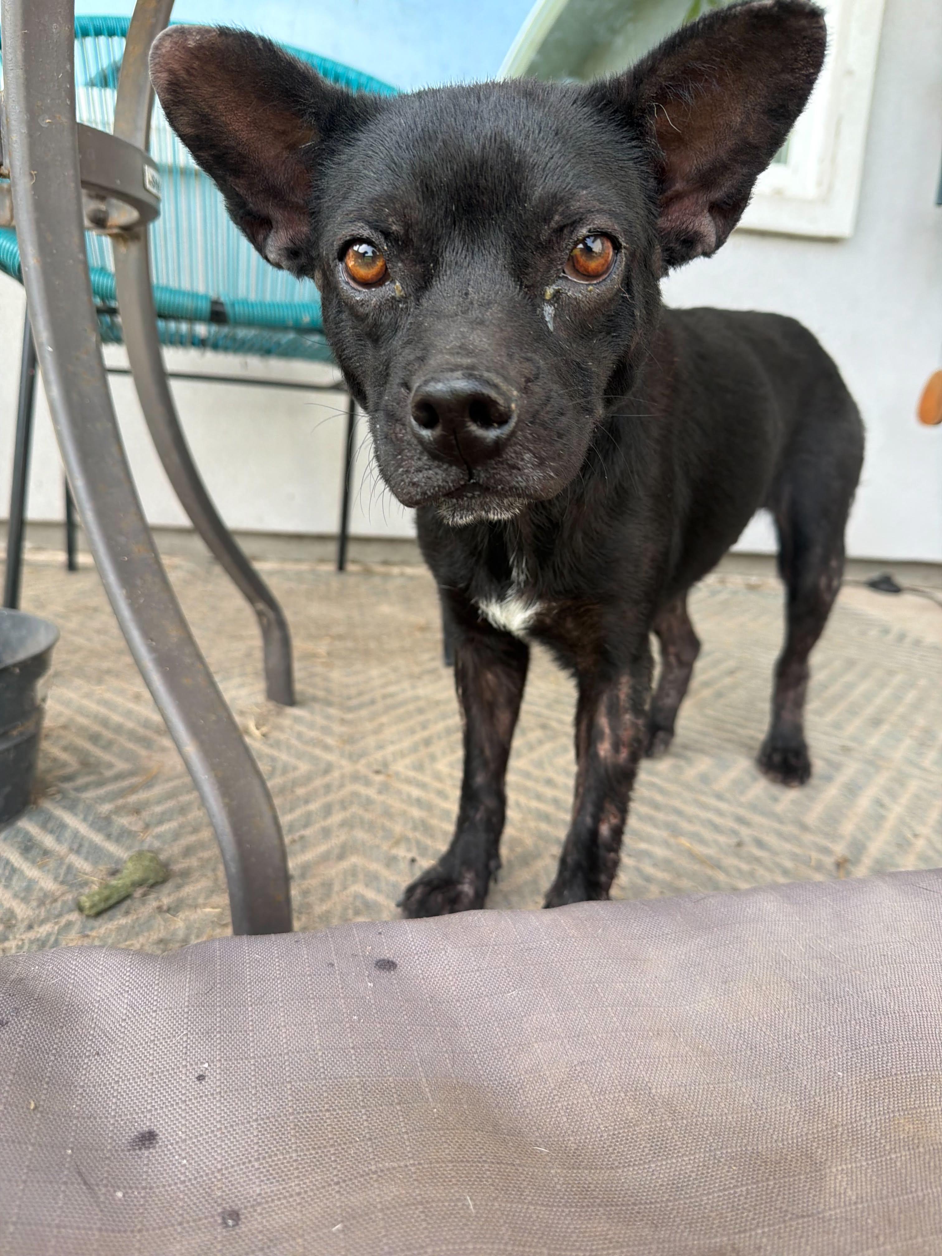 Luna, a ADOPTABLE mixed breed in Gainesville, VA image 2/5