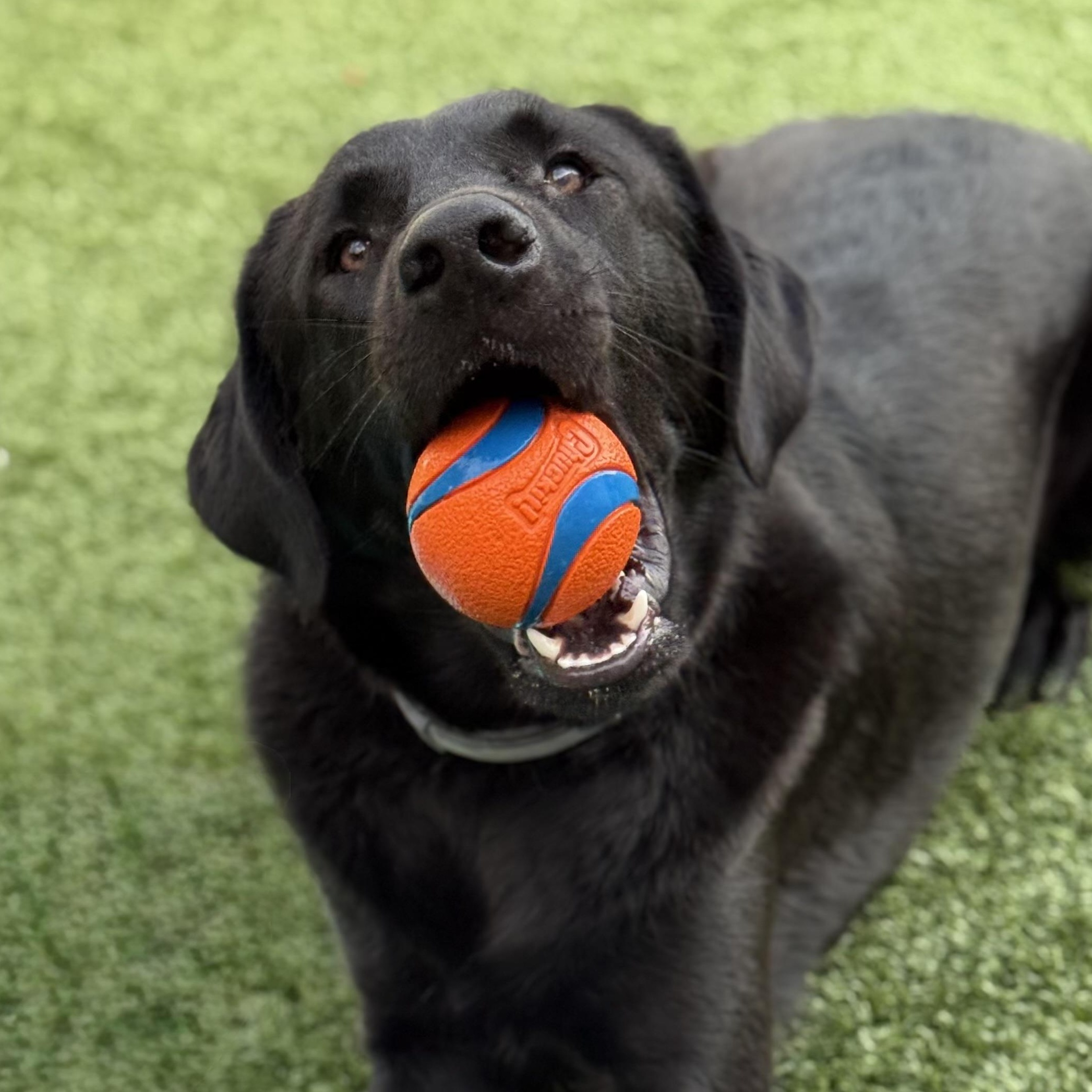 Stevie Boo, Young Female Black Labrador Retriever