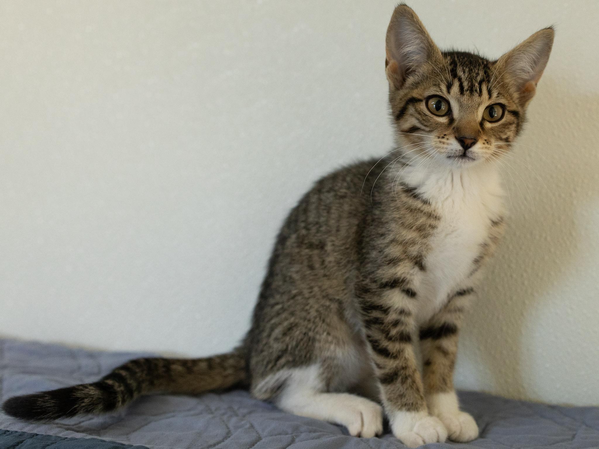 Enlarge Caboodle, an adopted mixed breed in Monroe, WA image 5/6
