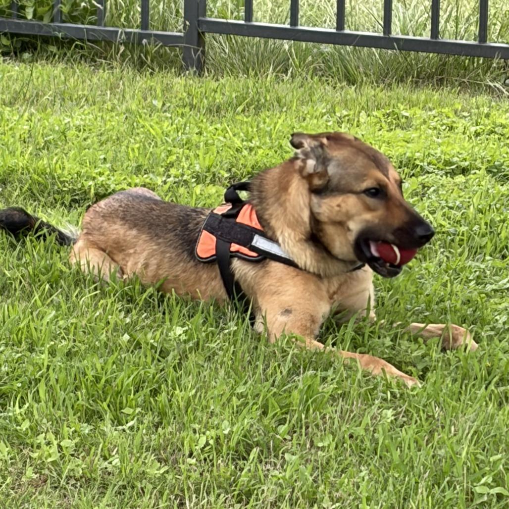 Nini, Adoptable, Young Female German Shepherd Dog & Mixed Breed.