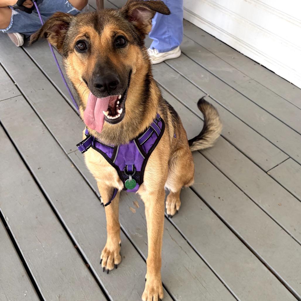 Nini, a Adoptable mixed breed in San Antonio, TX image 4/6