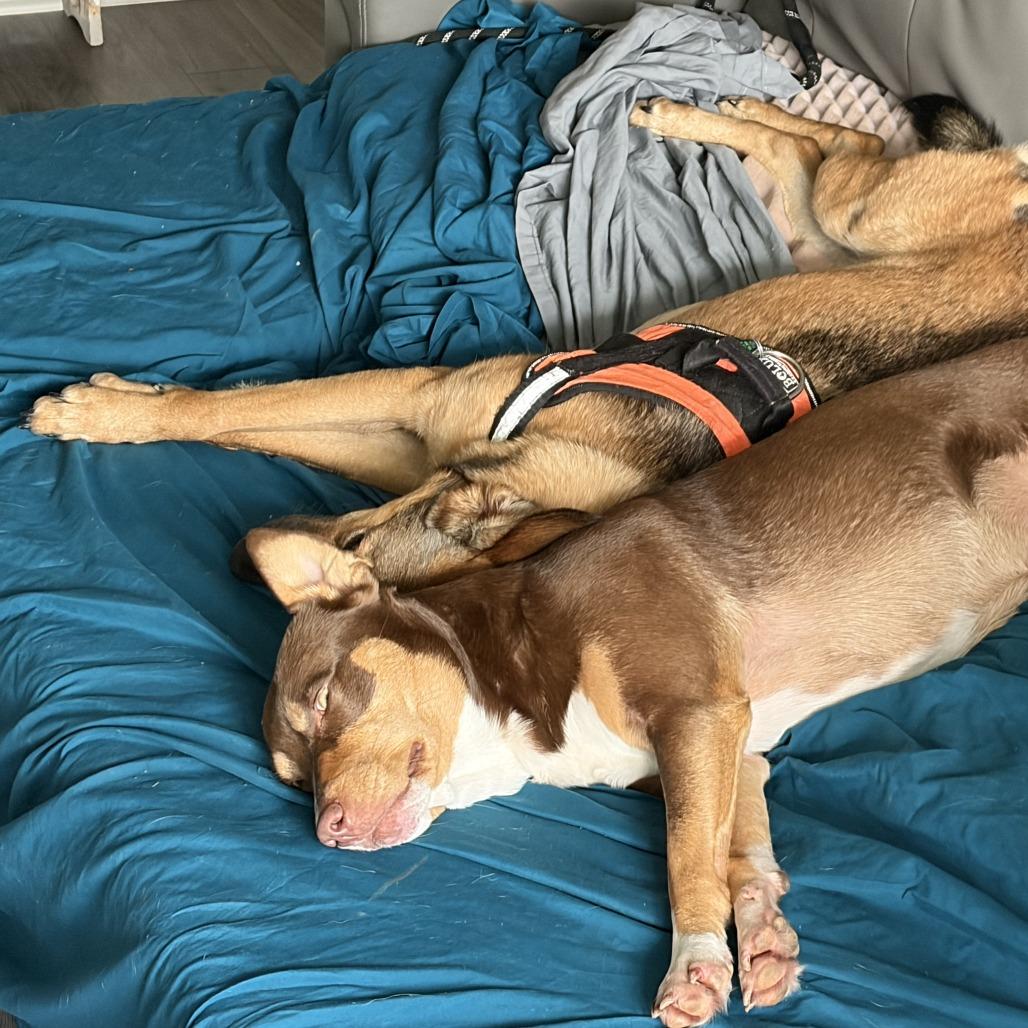 Nini, a Adoptable mixed breed in San Antonio, TX image 5/6