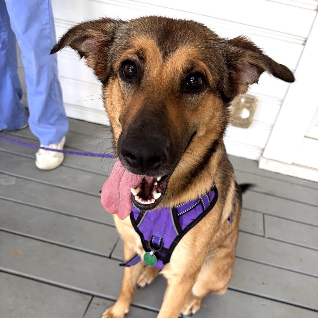 Nini, a Adoptable mixed breed in San Antonio, TX image 6/6