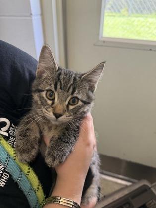Enlarge Anchovy, a Adoptable mixed breed in Harbor Springs, MI image 1/1