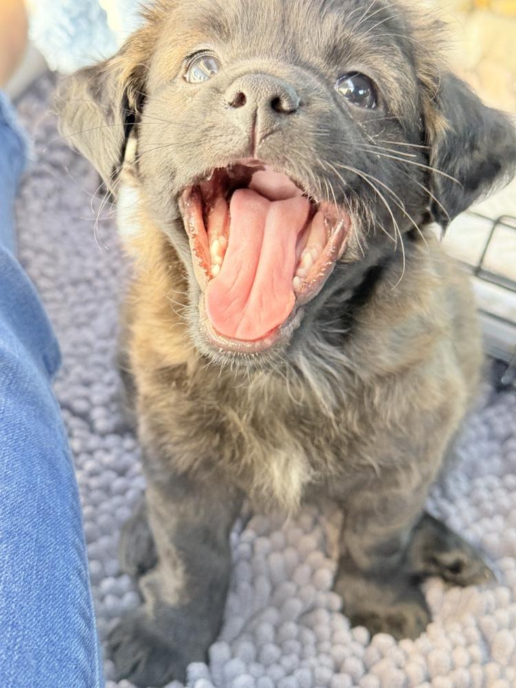 Hubble, Adoptable, Puppy Male Chihuahua & Patterdale Terrier / Fell Terrier.