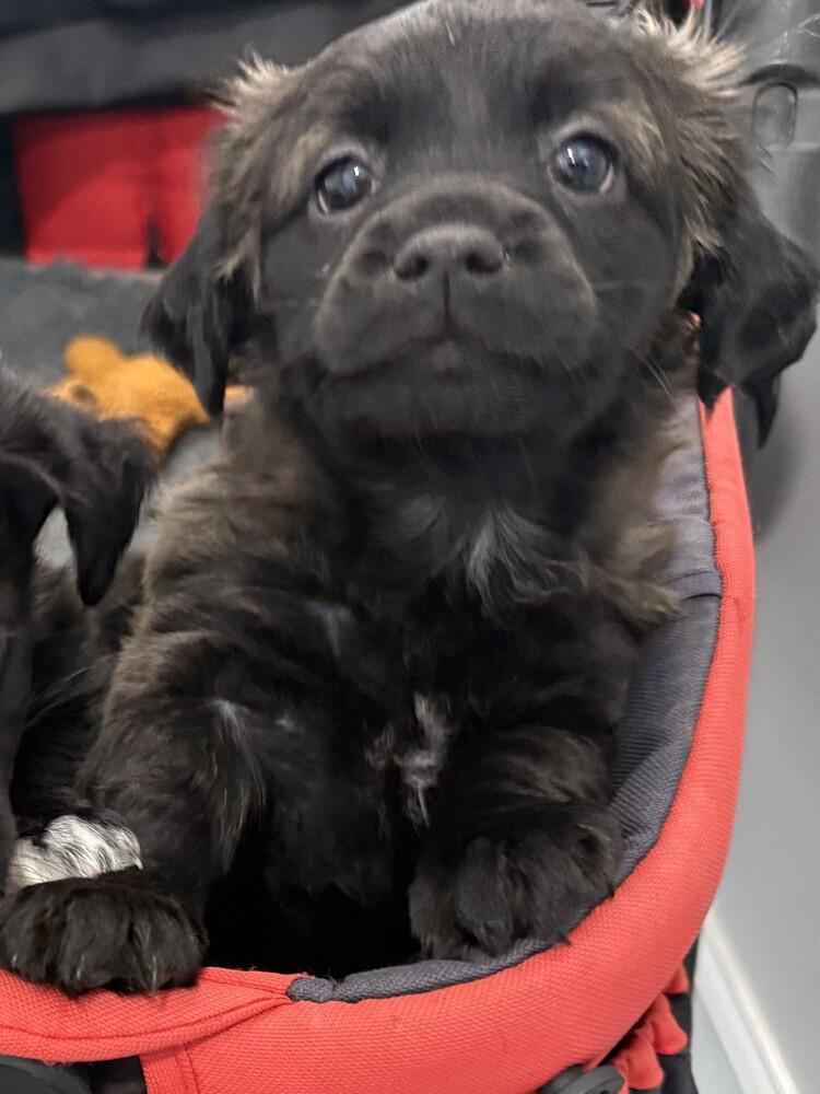 Enlarge Hubble, a Adoptable mixed breed in Hartwell, GA image 2/6