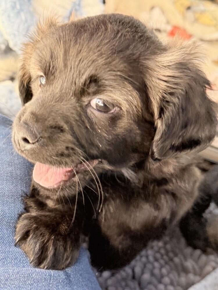 Enlarge Hubble, a Adoptable mixed breed in Hartwell, GA image 3/6