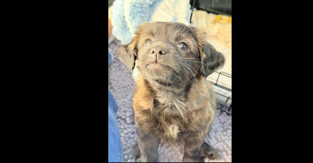 Enlarge Hubble, a Adoptable mixed breed in Hartwell, GA image 4/6