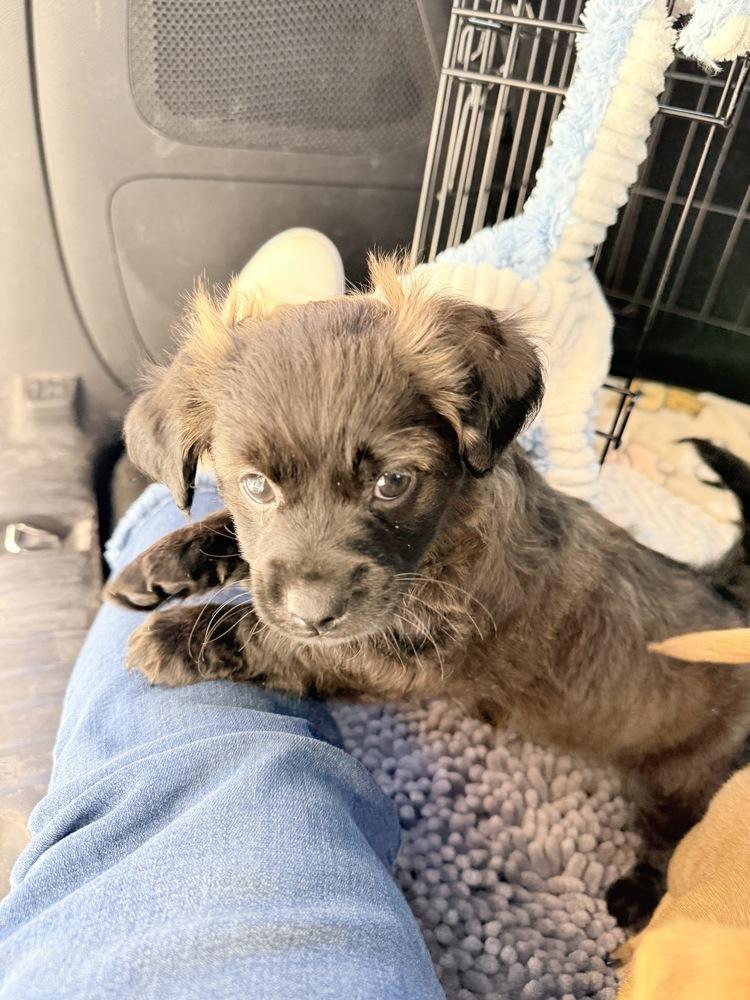 Enlarge Hubble, a Adoptable mixed breed in Hartwell, GA image 5/6