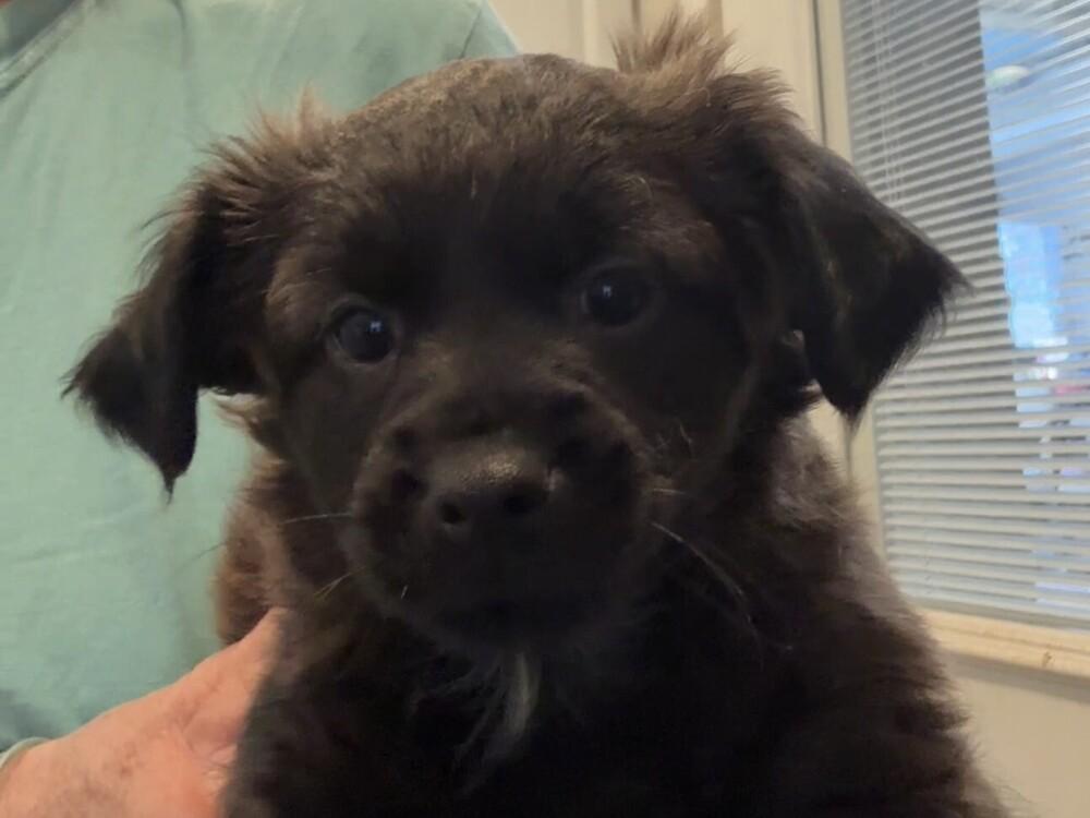 Enlarge Hubble, a Adoptable mixed breed in Hartwell, GA image 6/6