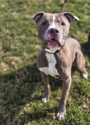 PING PONG, Adoptable, Adult Male Pit Bull Terrier.