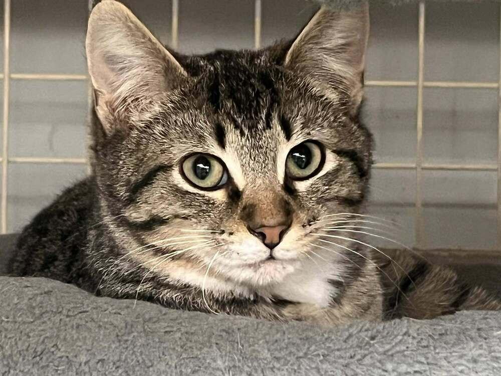 Diesel, Adoptable, Kitten Male Domestic Short Hair.