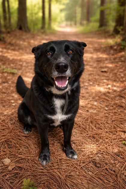 Shadow, Adoptable, Adult Male Shepherd & Mixed Breed.