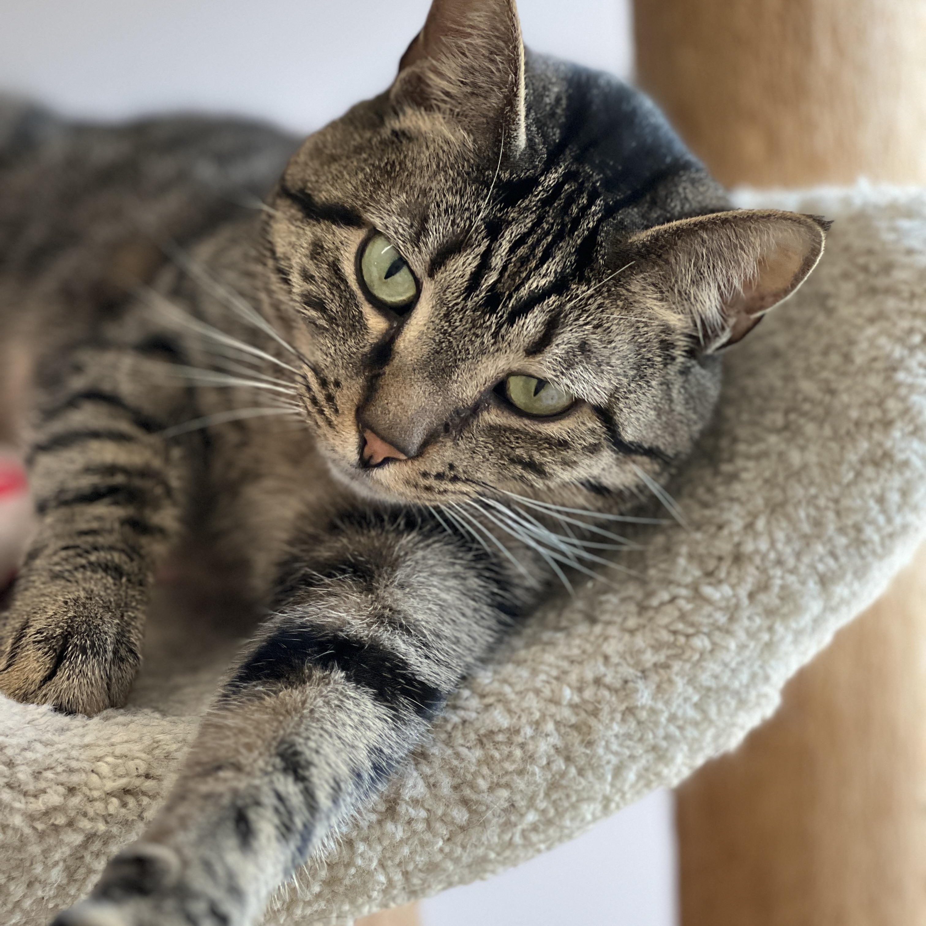 Cork, an adopted mixed breed in Germansville, PA image 5/5