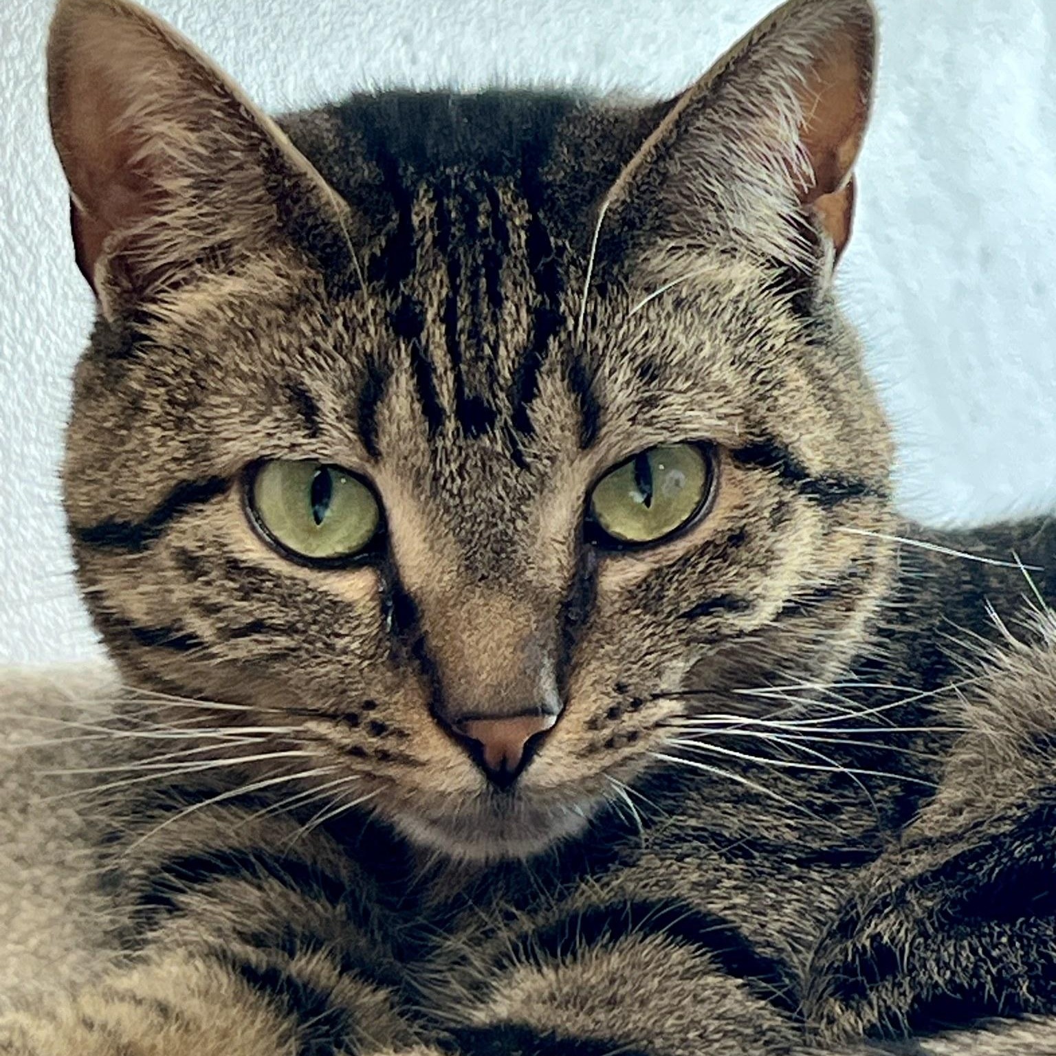 Cork, an adopted mixed breed in Germansville, PA image 2/5