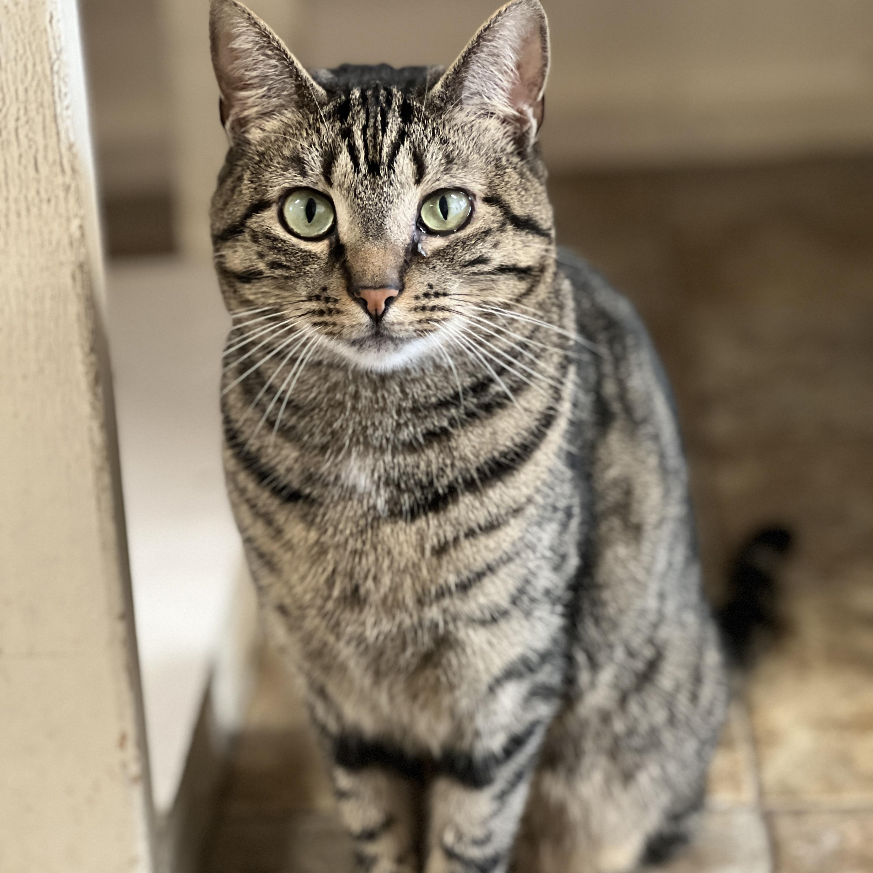 Cork, an adopted mixed breed in Germansville, PA image 3/5