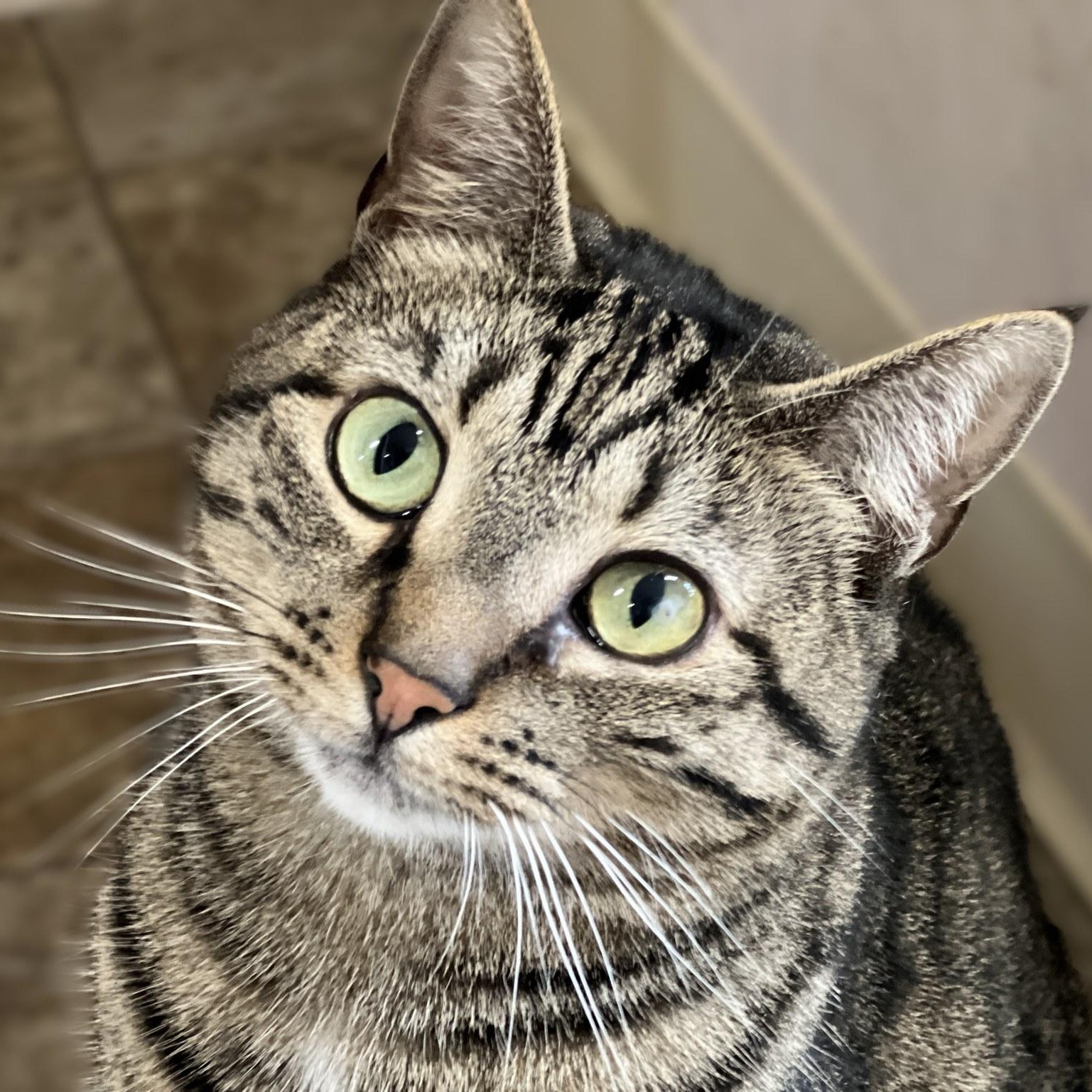 Cork, an adopted mixed breed in Germansville, PA image 1/5