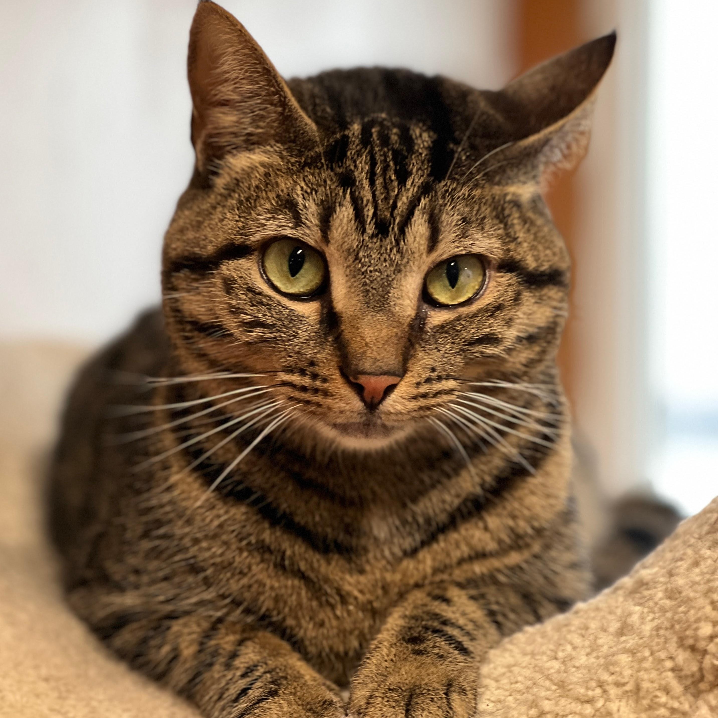 Cork, an adopted mixed breed in Germansville, PA image 4/5