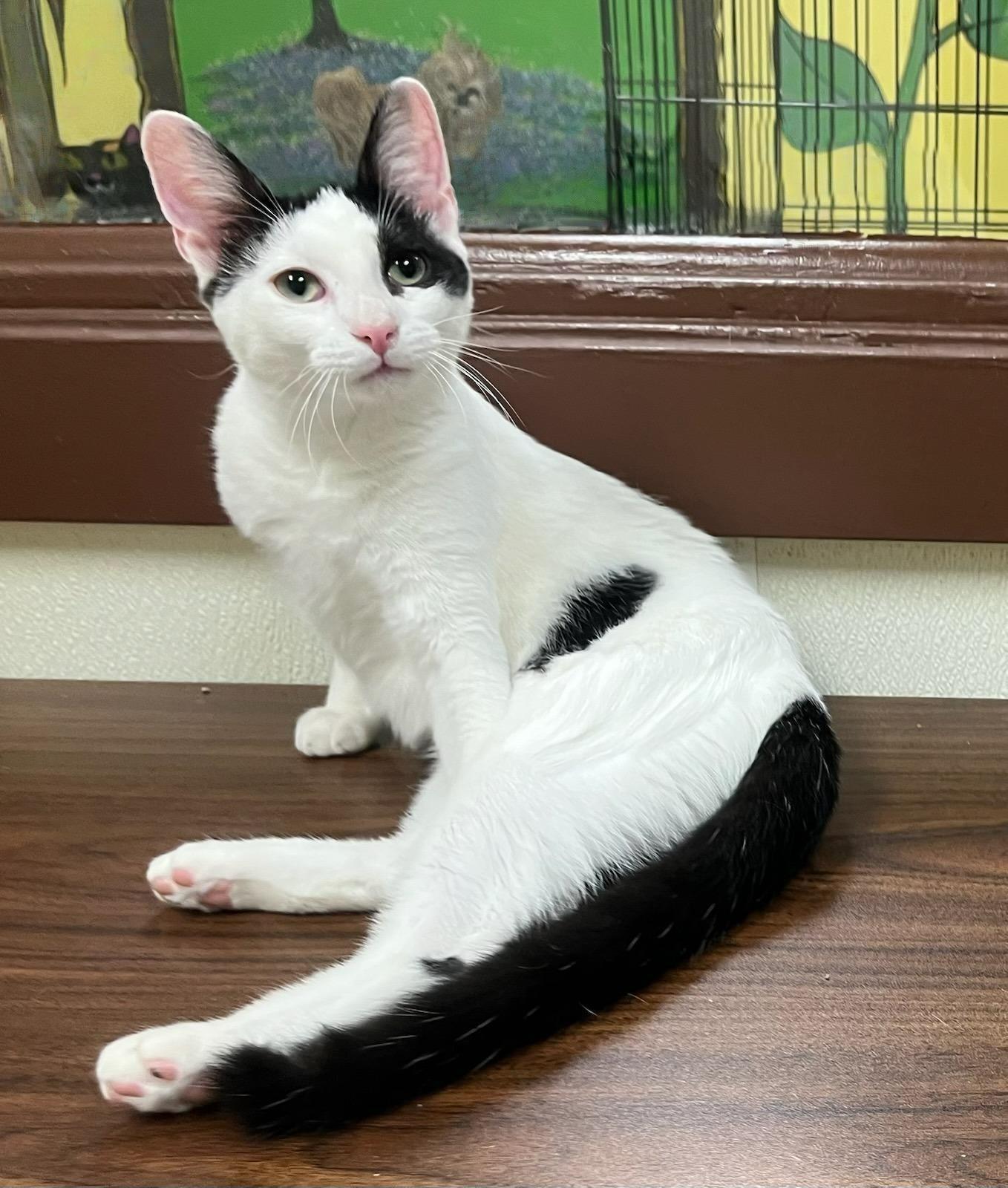 Lu'lemona Dash Of Sass photo 1