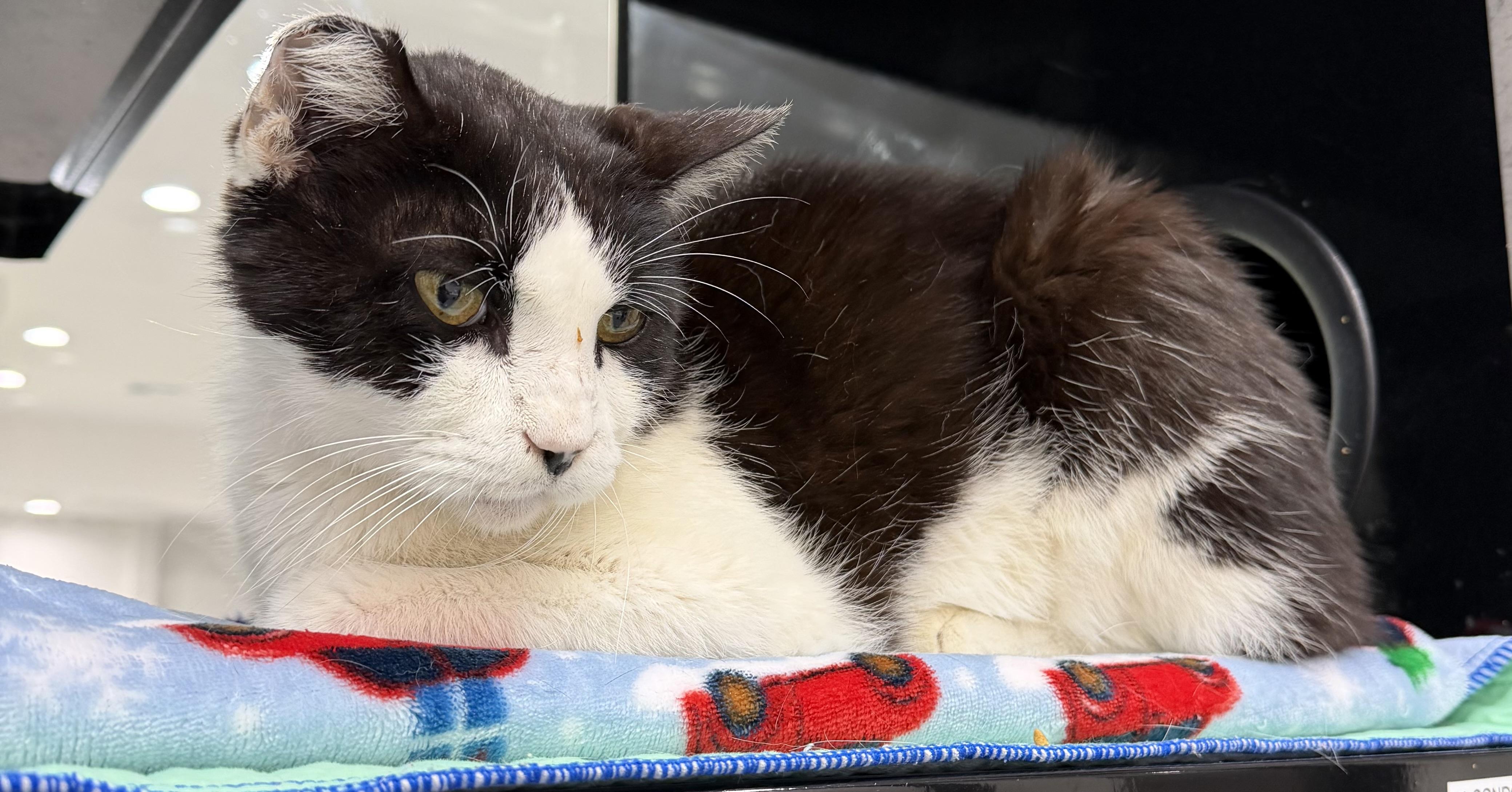 Kooku, an adopted Domestic Short Hair in Sherman, TX image 3/3